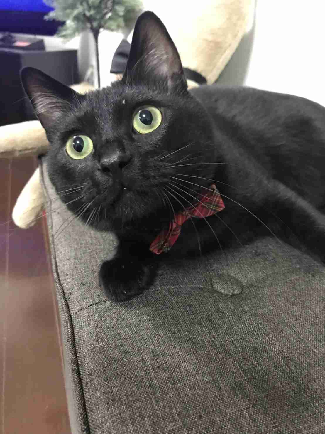 動物~写真へたくそ選手権~part2