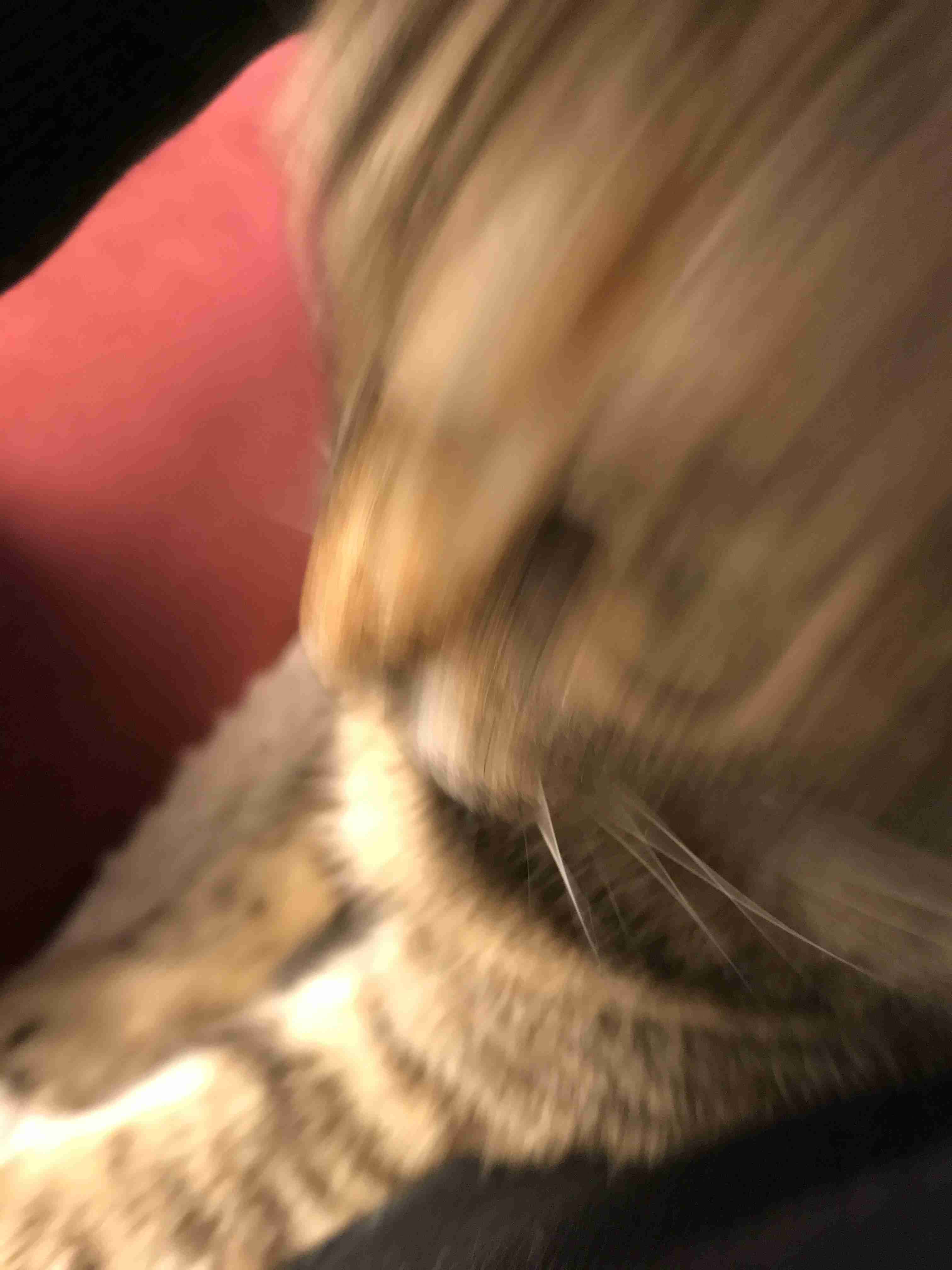 動物~写真へたくそ選手権~part2