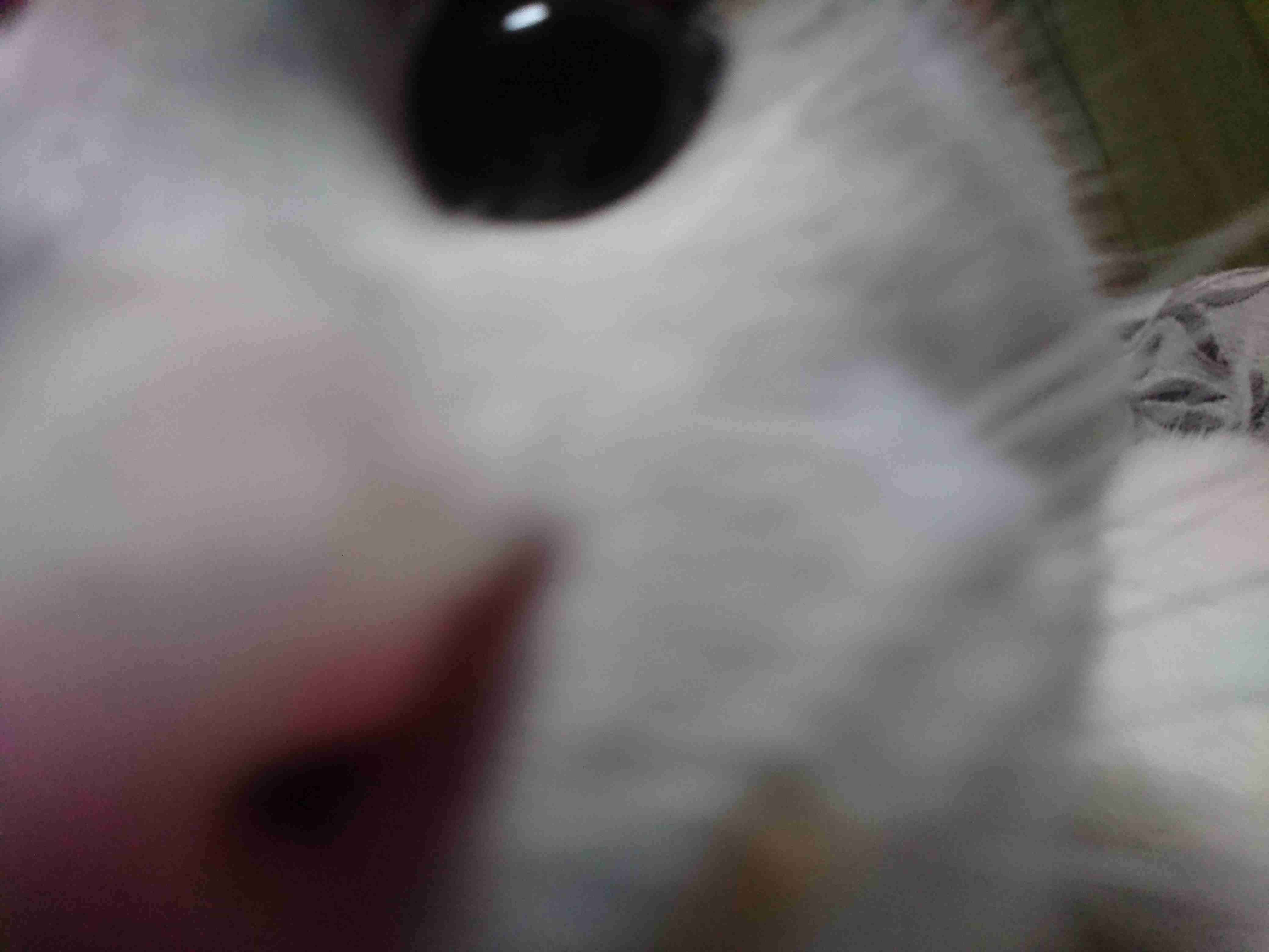 動物~写真へたくそ選手権~part2