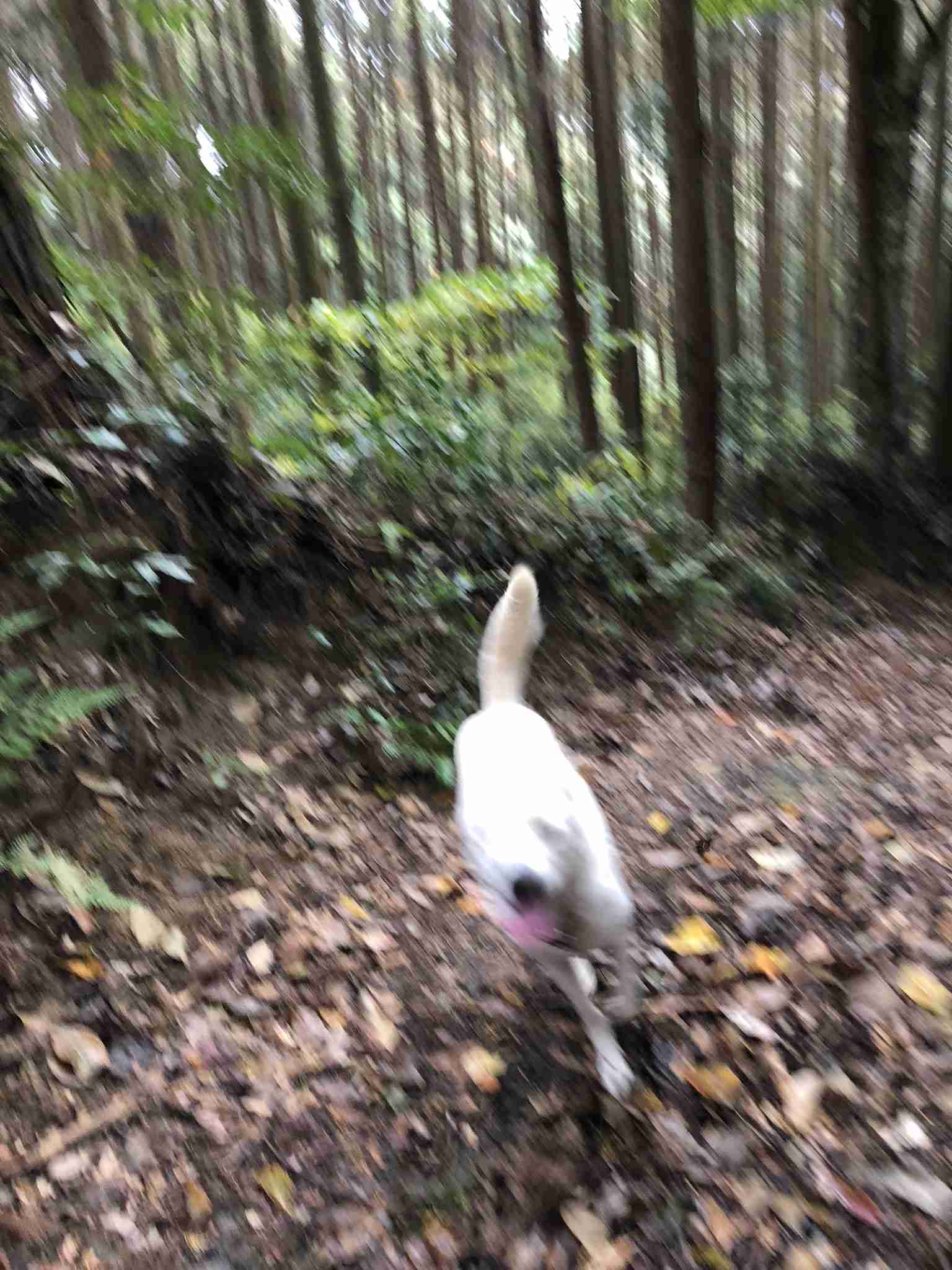 動物~写真へたくそ選手権~part2
