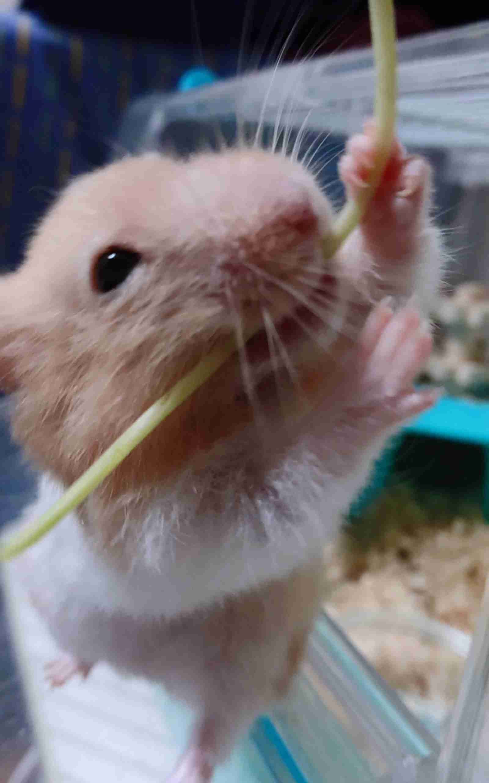 動物~写真へたくそ選手権~part2