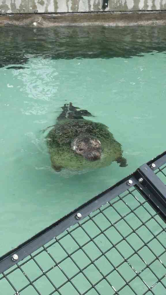 動物~写真へたくそ選手権~part2