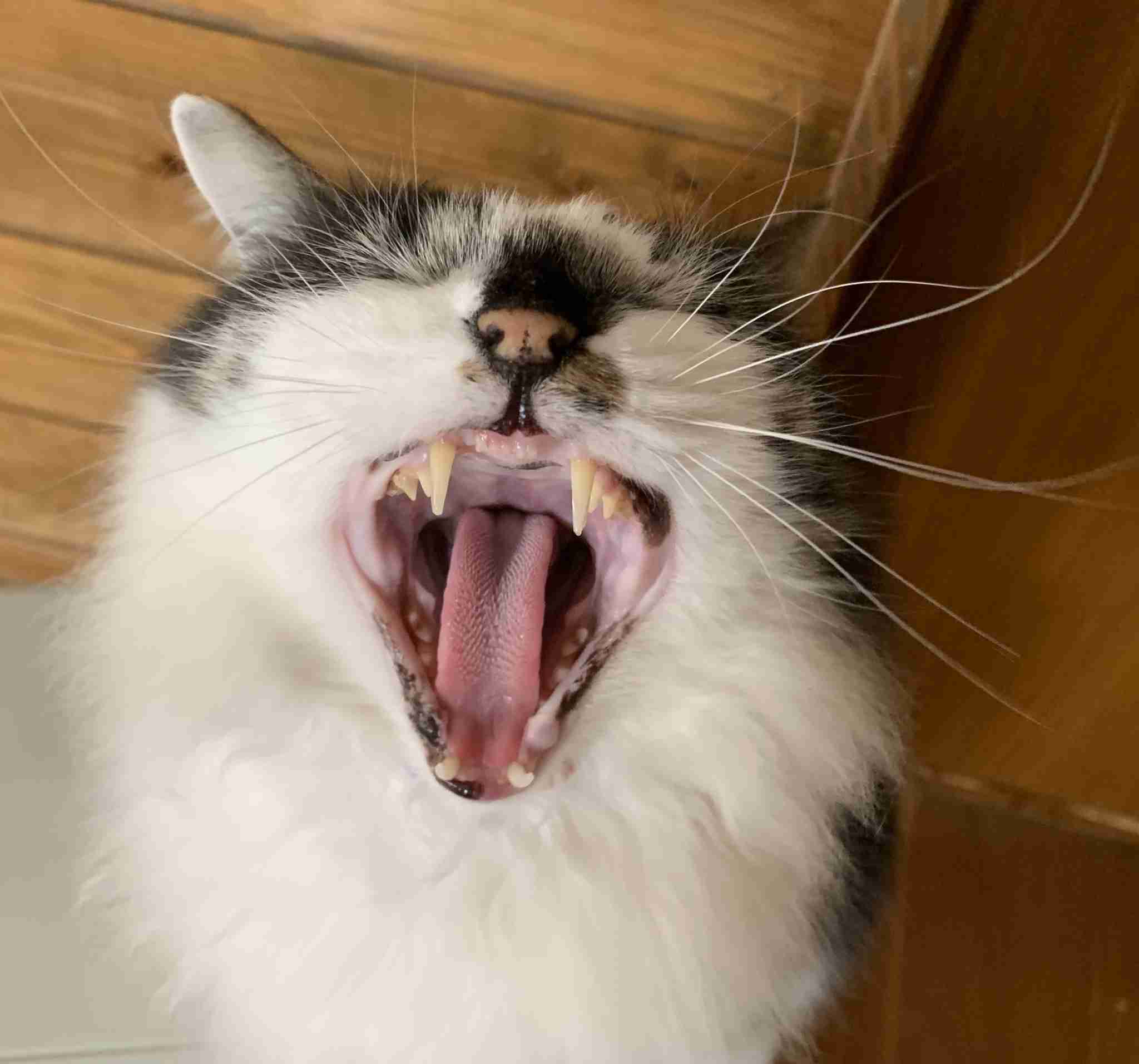 動物~写真へたくそ選手権~part2