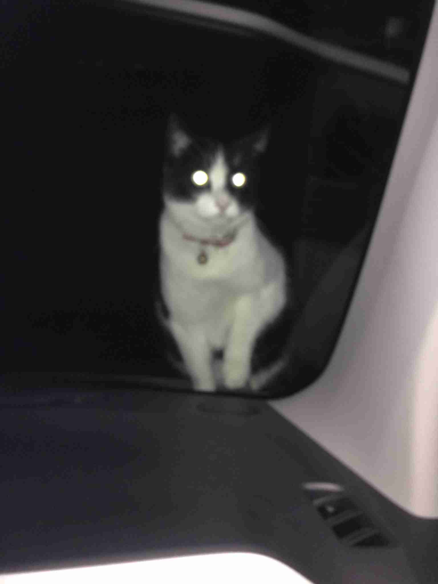 動物~写真へたくそ選手権~part2