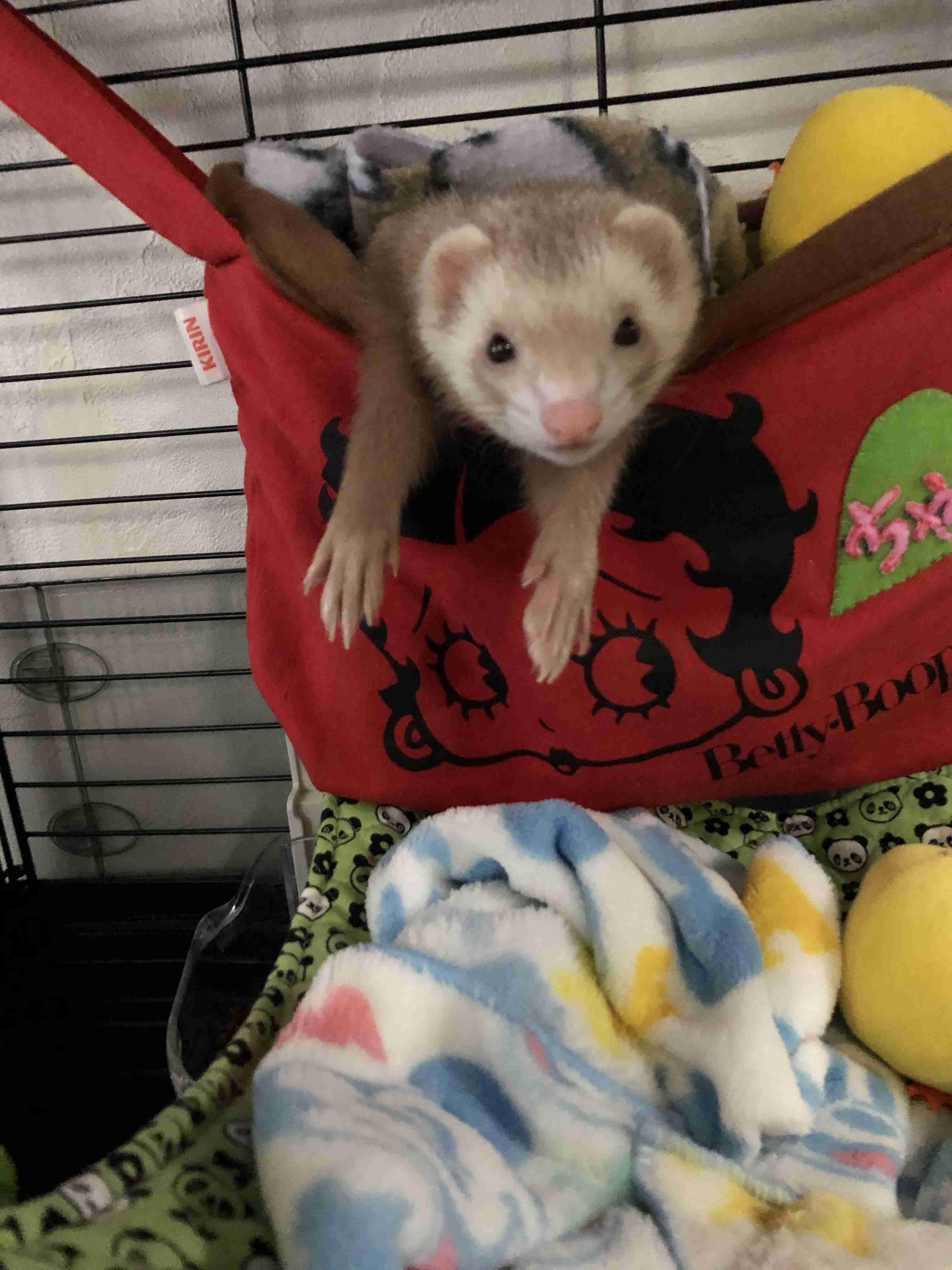 動物~写真へたくそ選手権~part2
