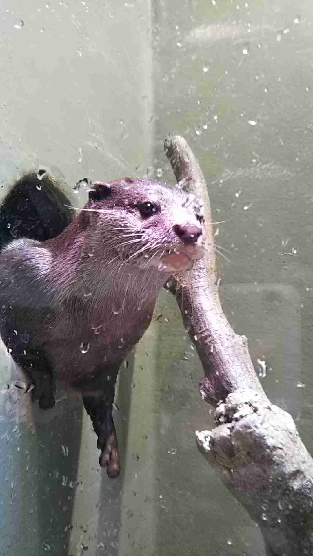 動物~写真へたくそ選手権~part2