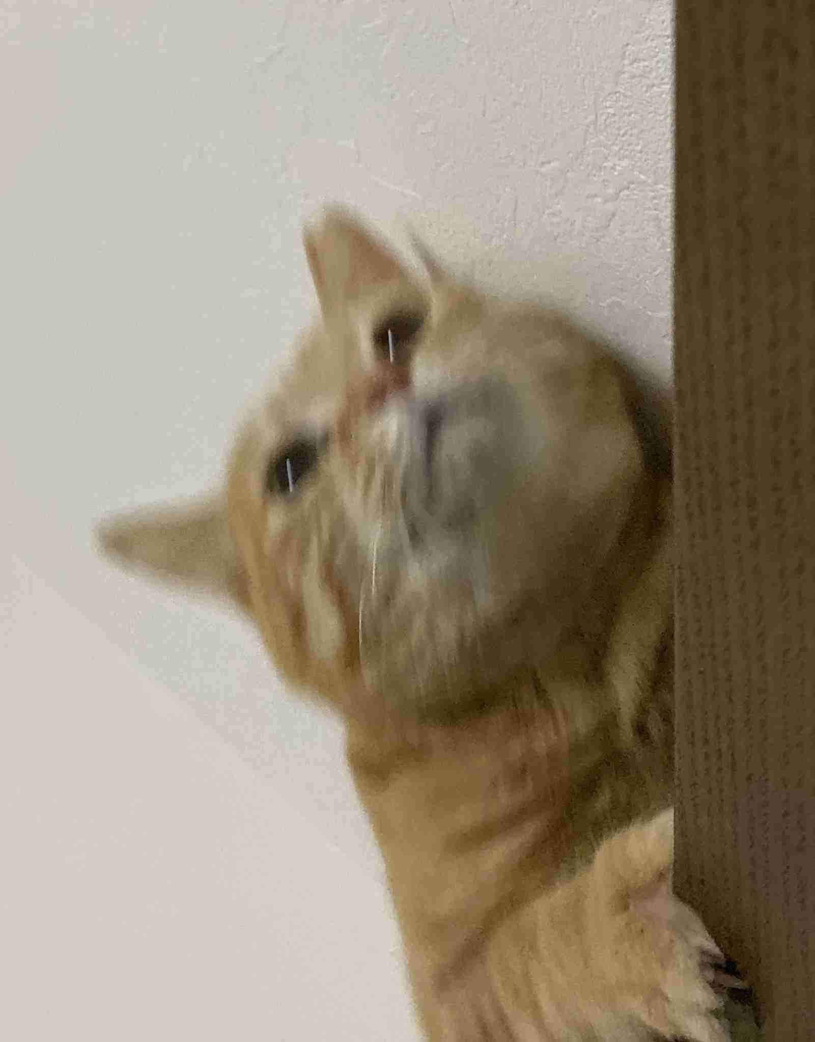 動物~写真へたくそ選手権~part2