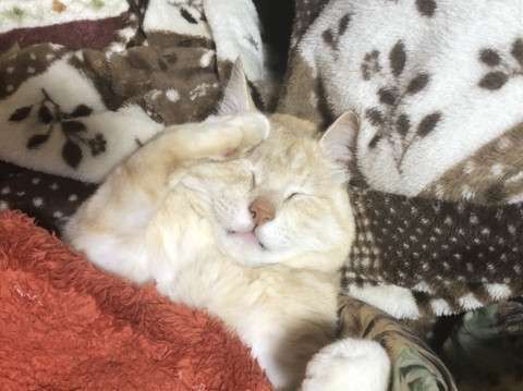動物~写真へたくそ選手権~part2