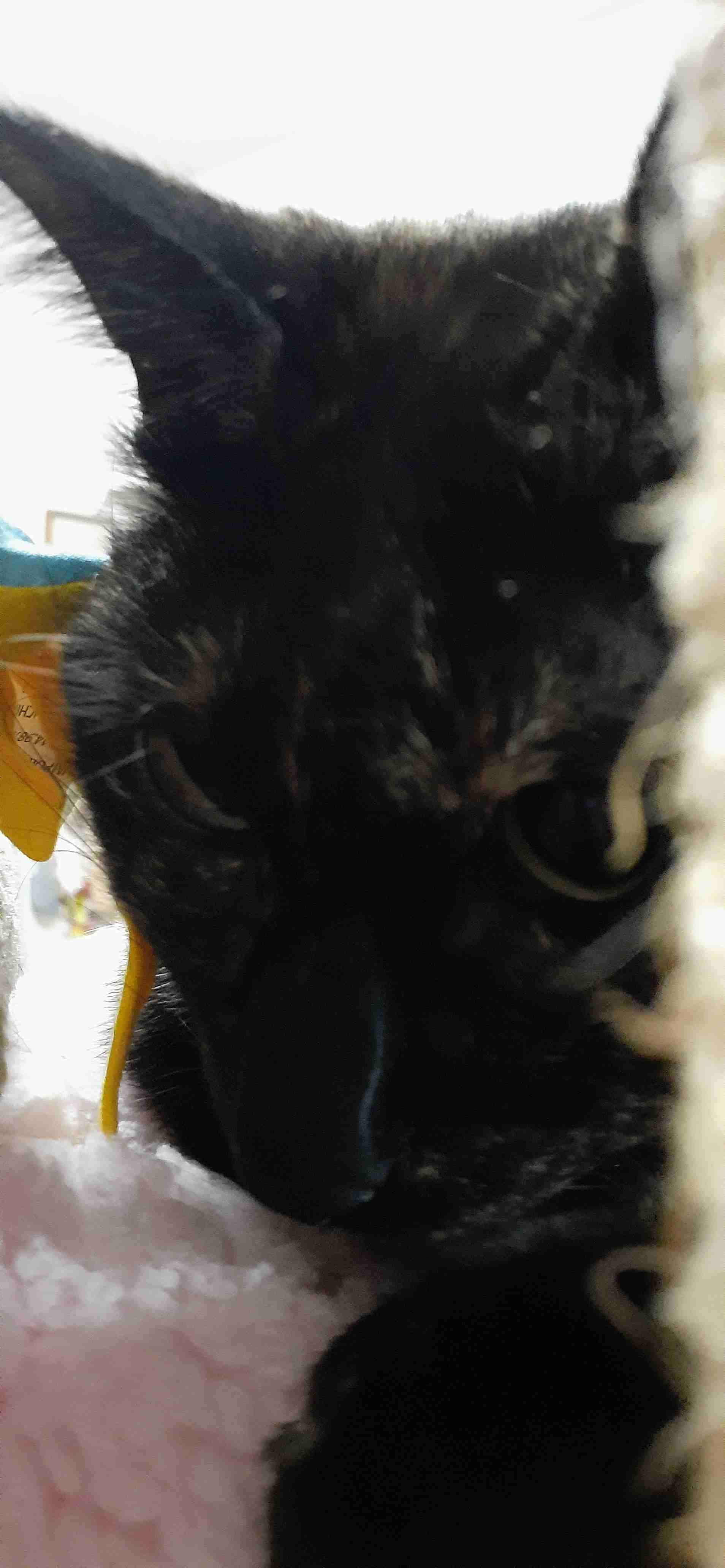動物~写真へたくそ選手権~part2