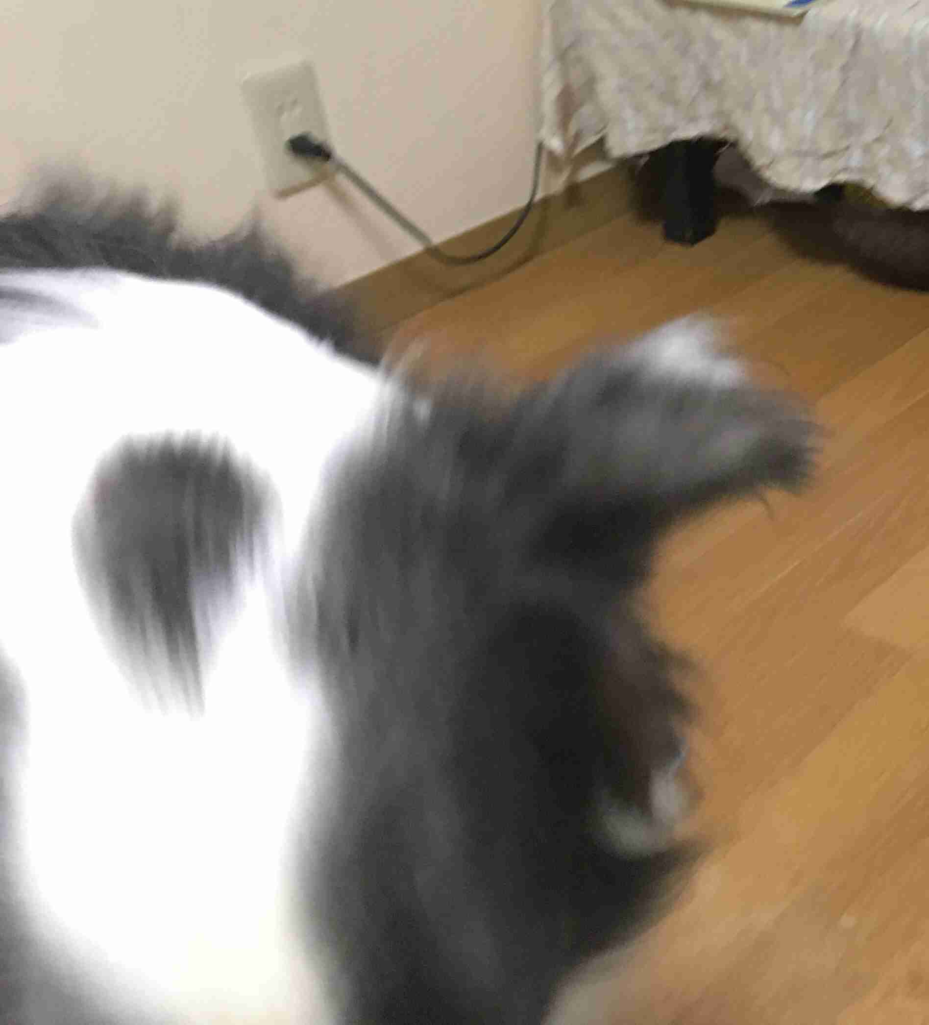 動物~写真へたくそ選手権~part2