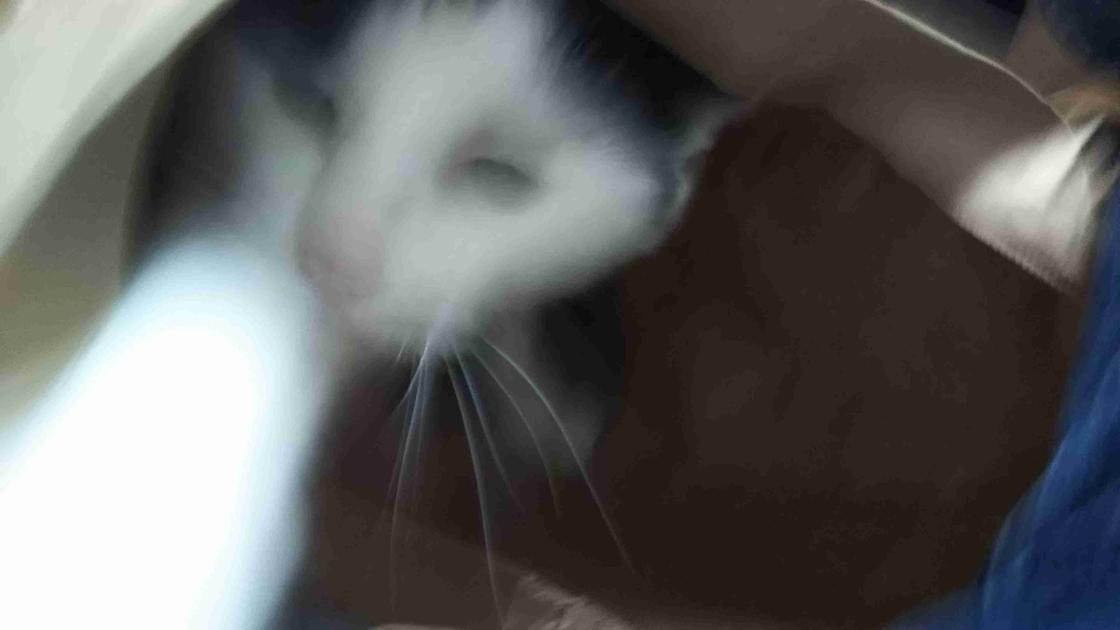 動物~写真へたくそ選手権~part2