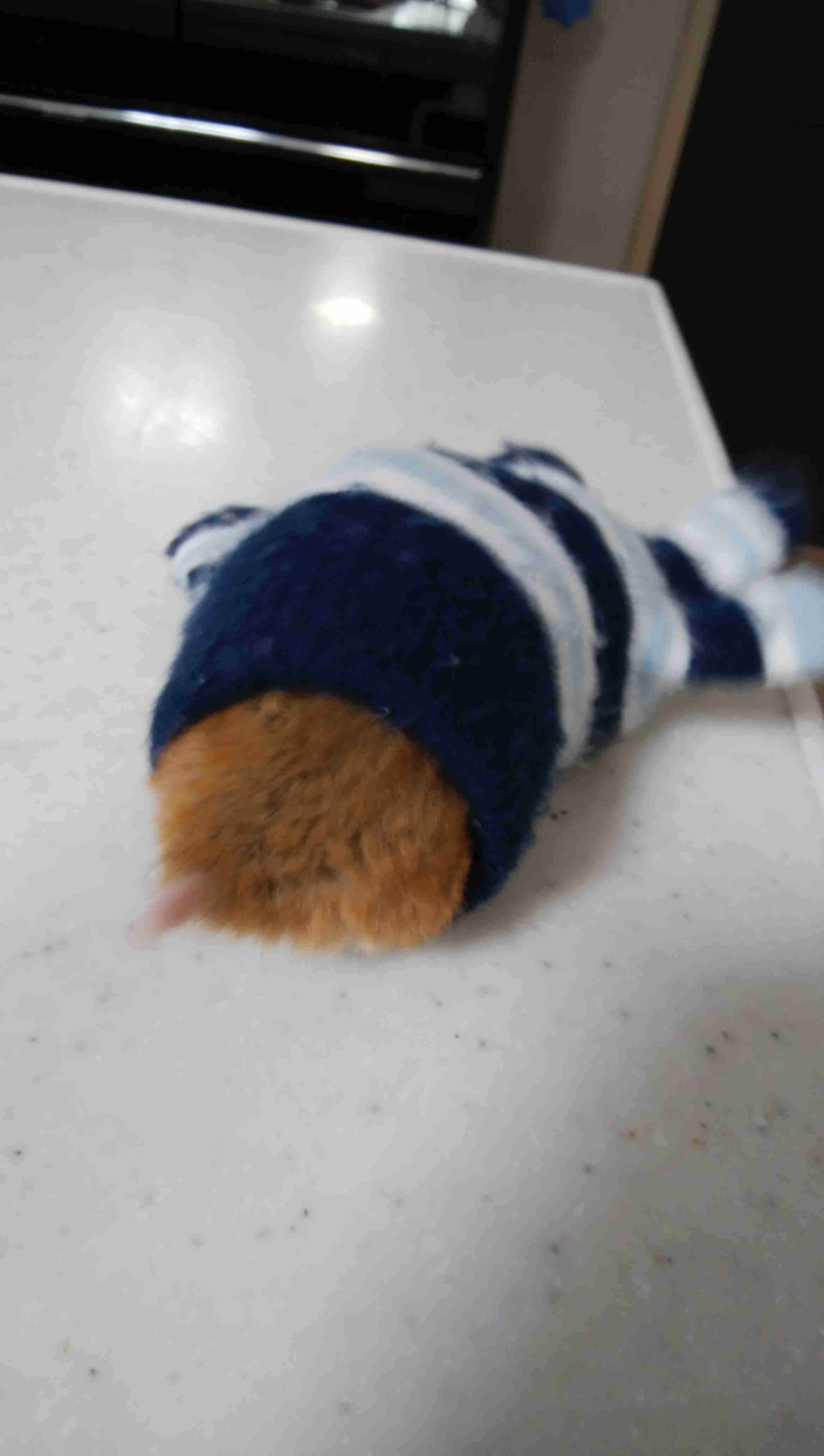 動物~写真へたくそ選手権~part2