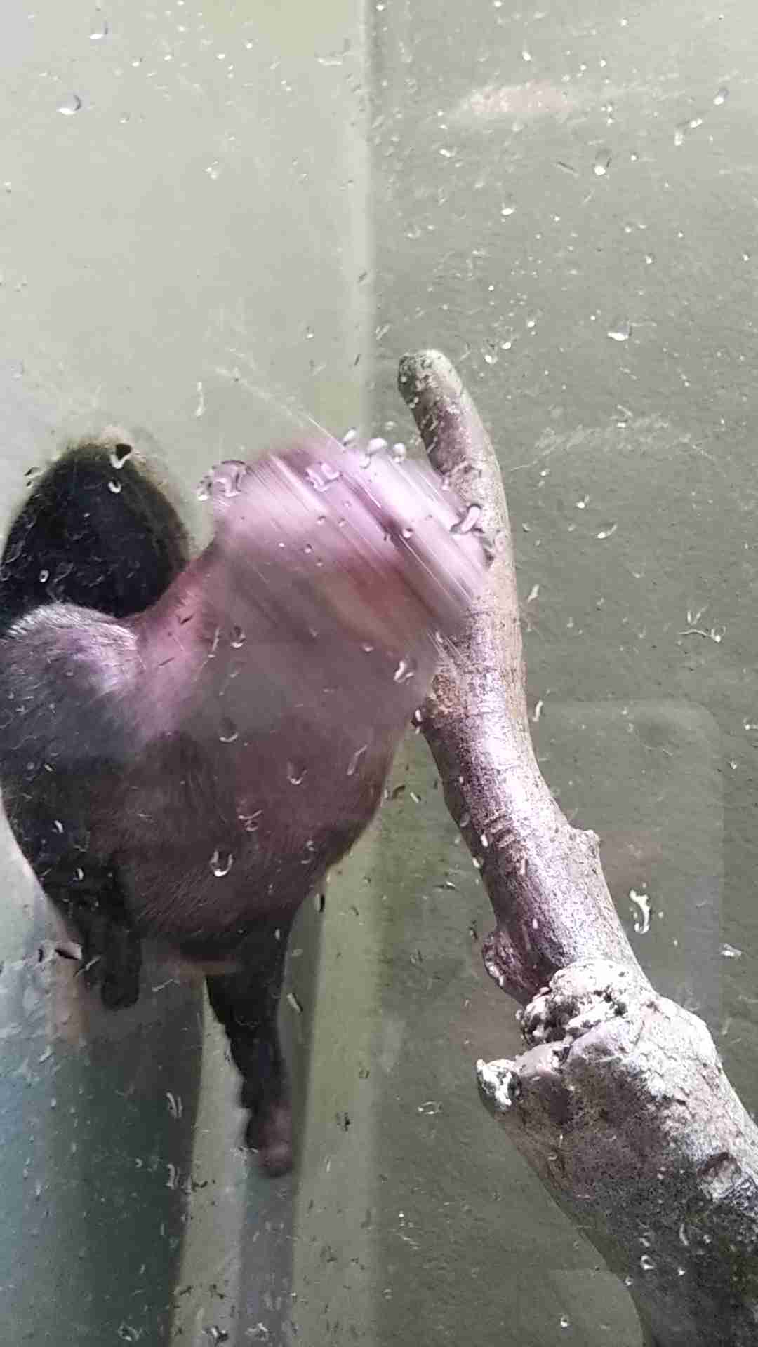動物~写真へたくそ選手権~part2