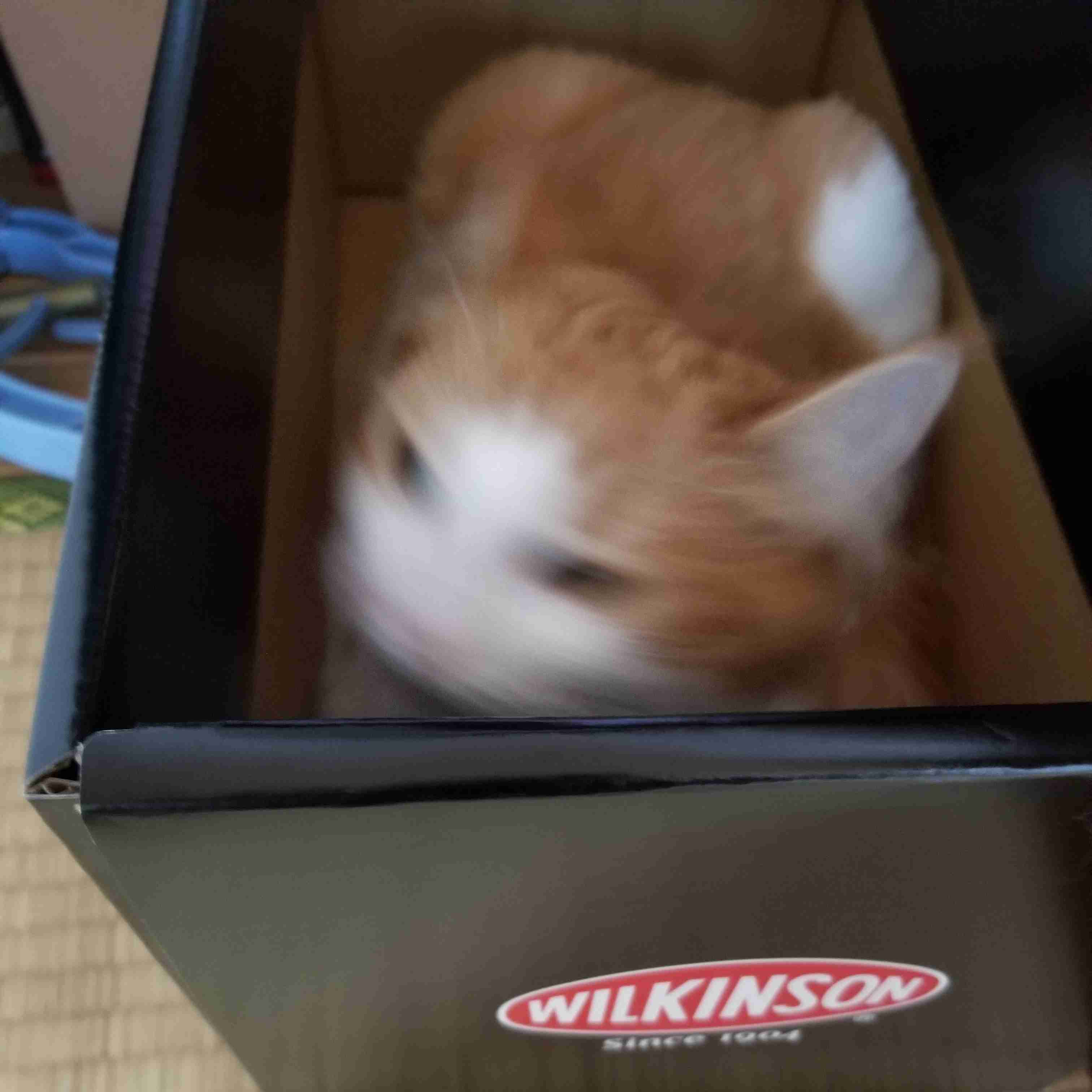 動物~写真へたくそ選手権~part2