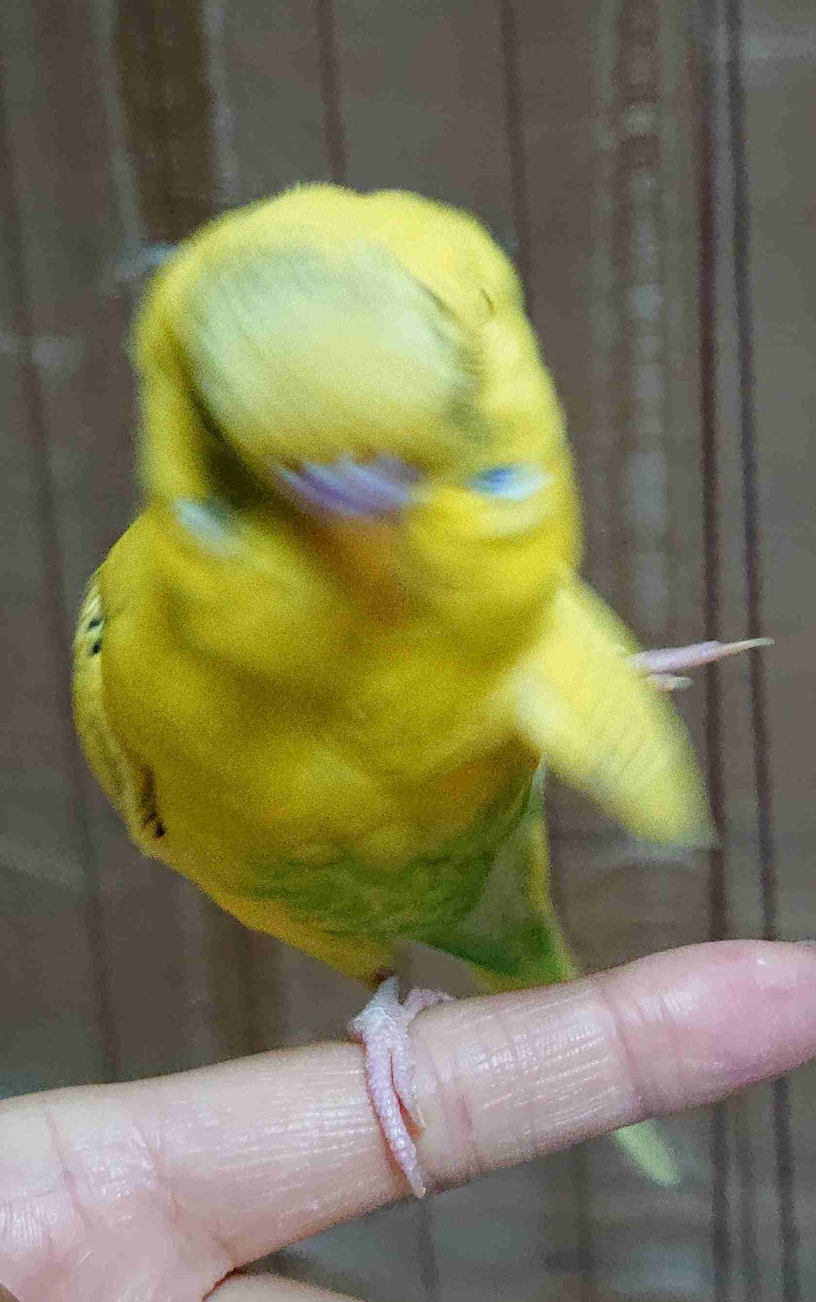 動物~写真へたくそ選手権~part2
