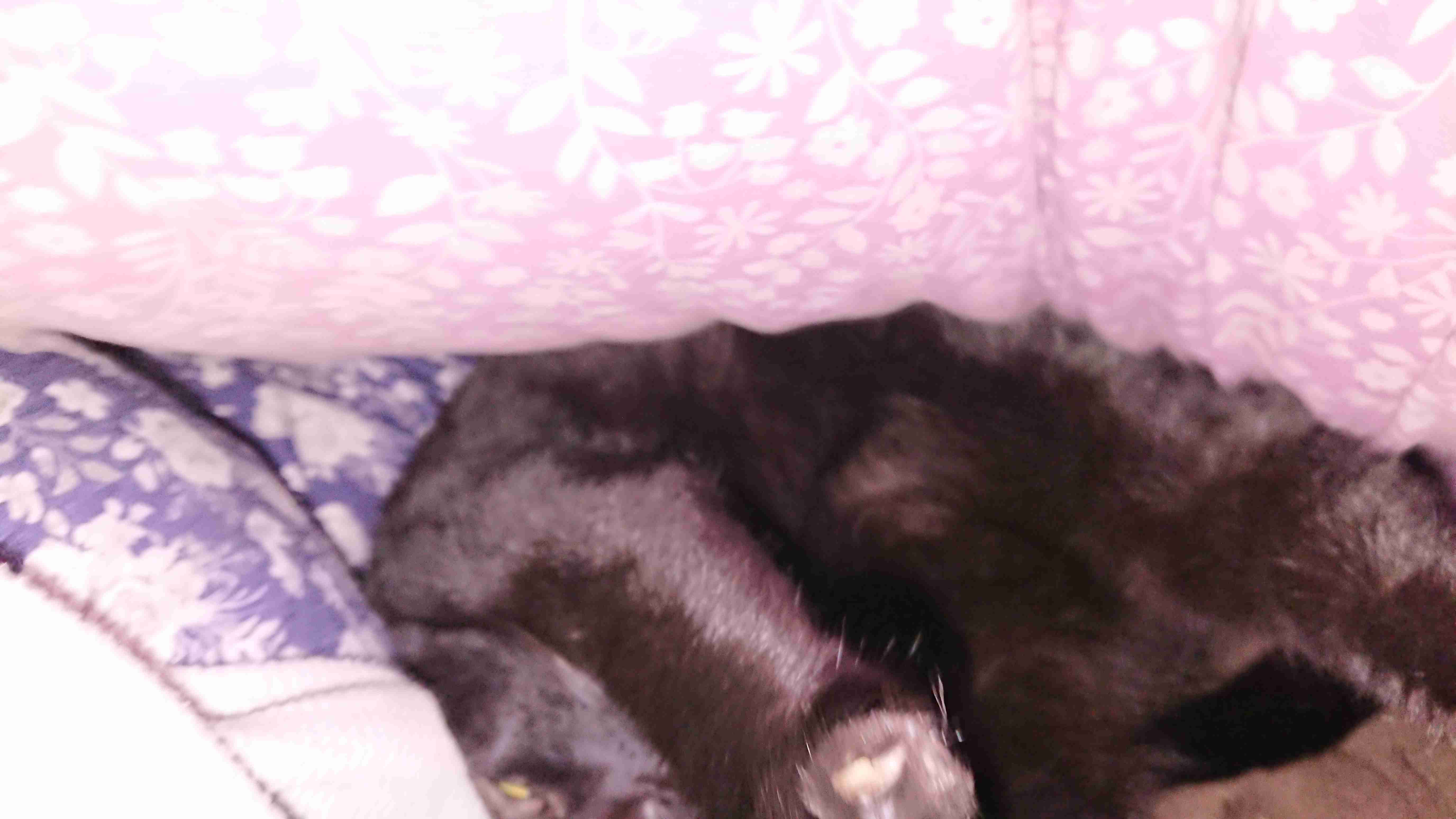 動物~写真へたくそ選手権~part2