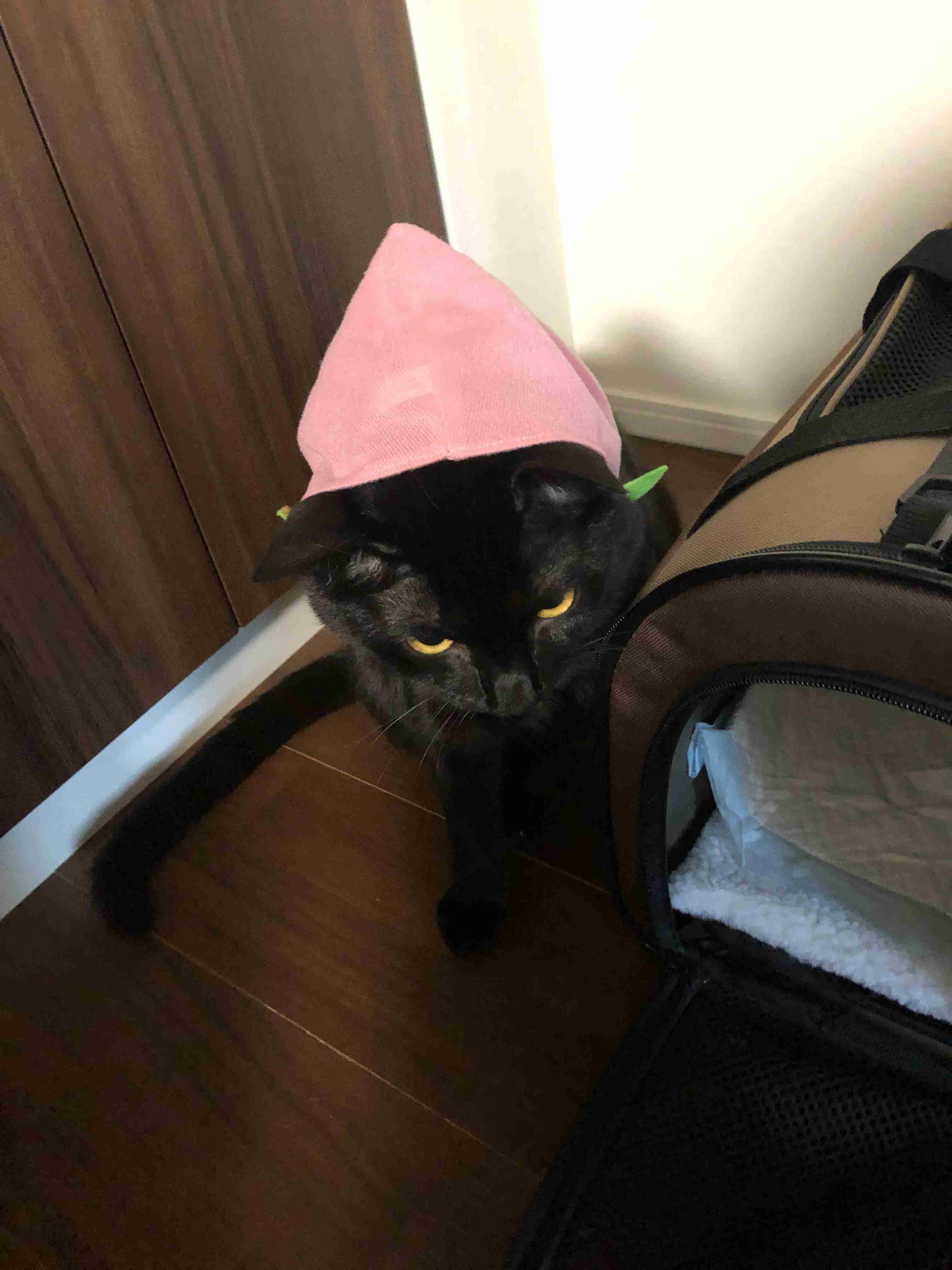 動物~写真へたくそ選手権~part2