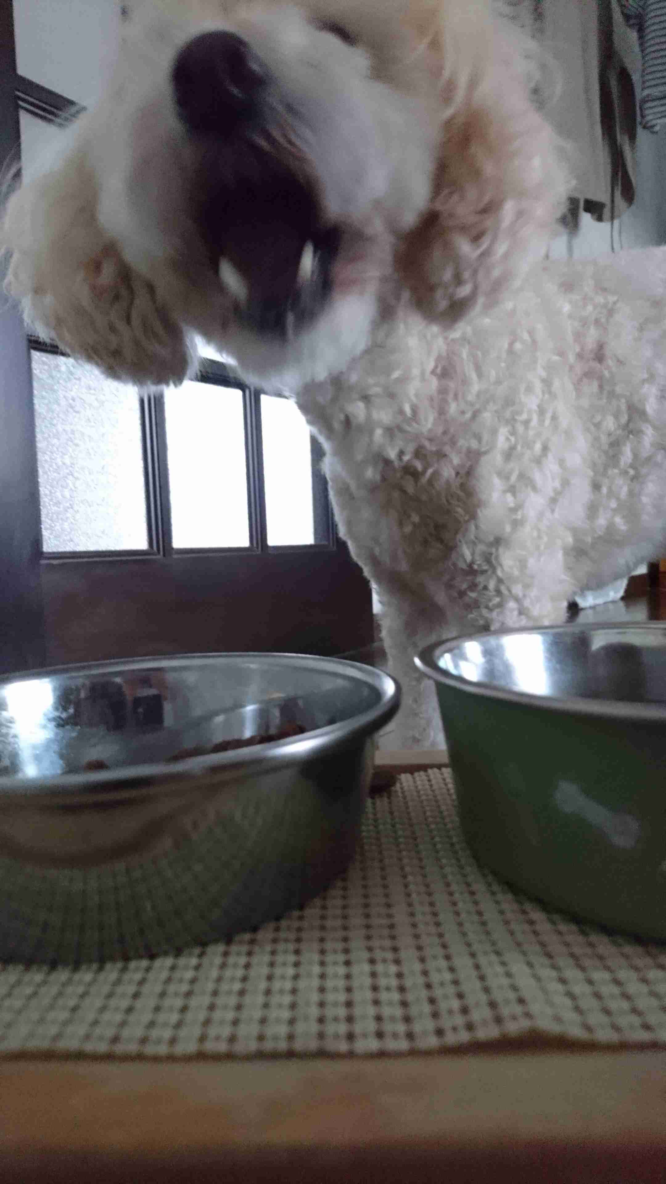 動物~写真へたくそ選手権~part2