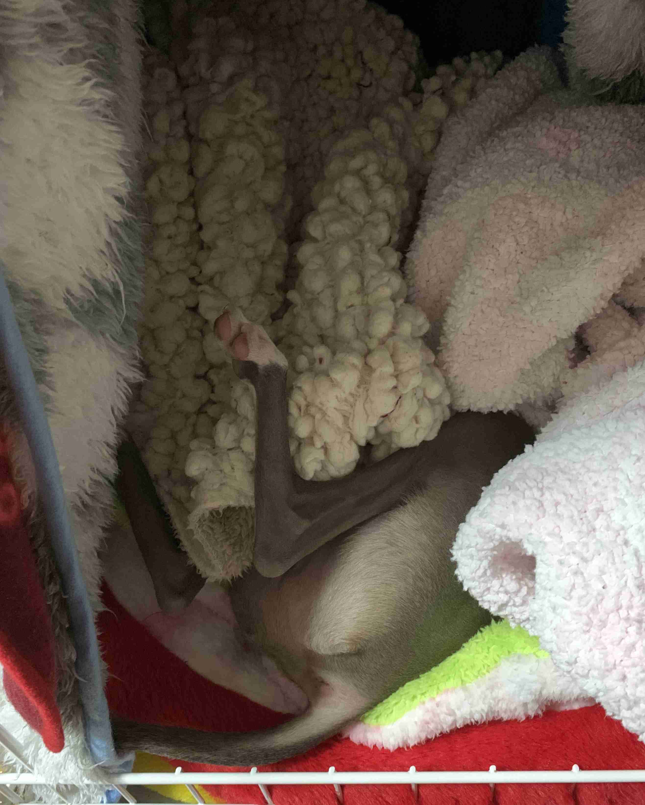 動物~写真へたくそ選手権~part2