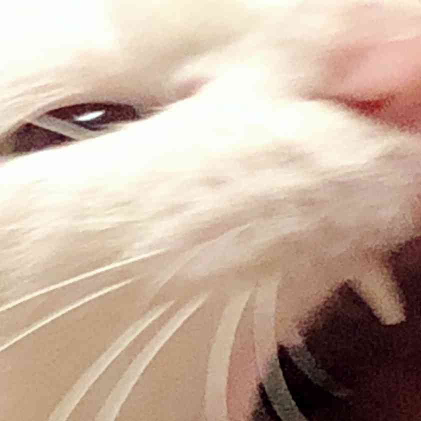 動物~写真へたくそ選手権~part2
