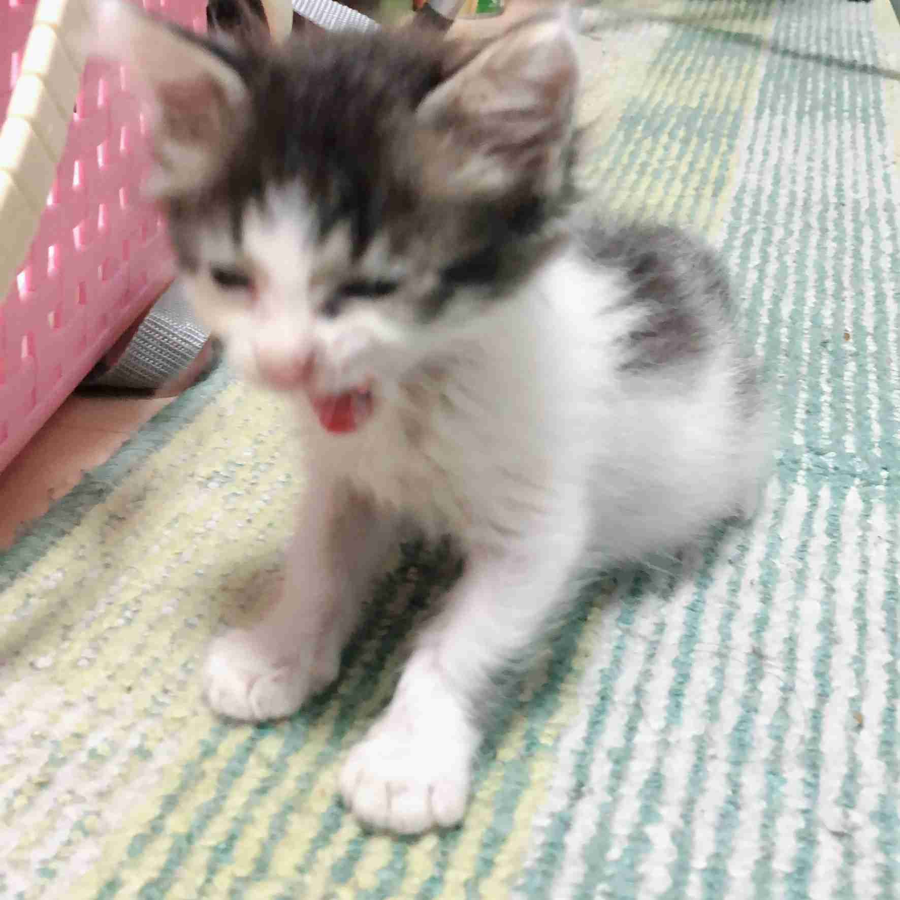 動物~写真へたくそ選手権~part2