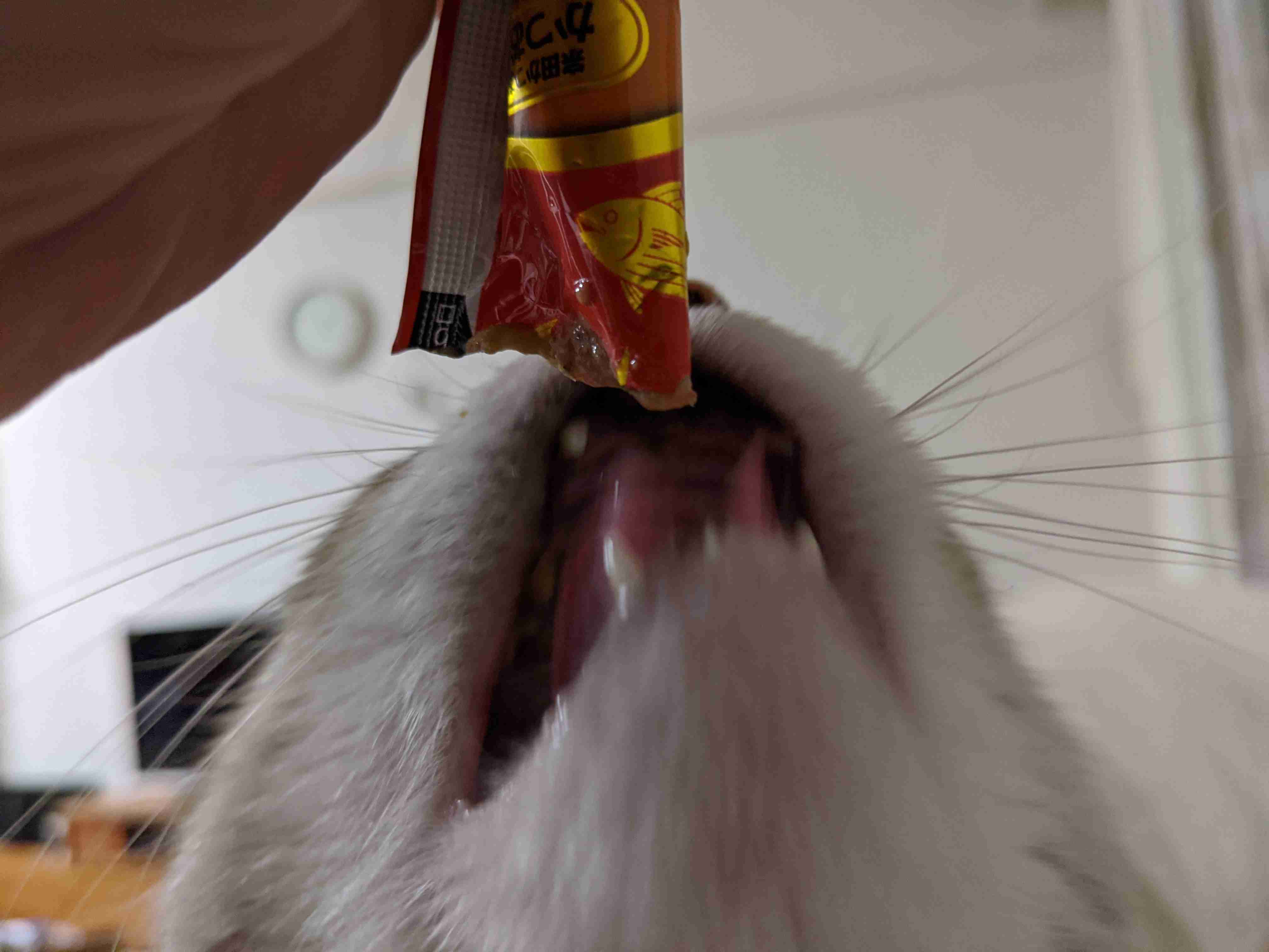 動物~写真へたくそ選手権~part2