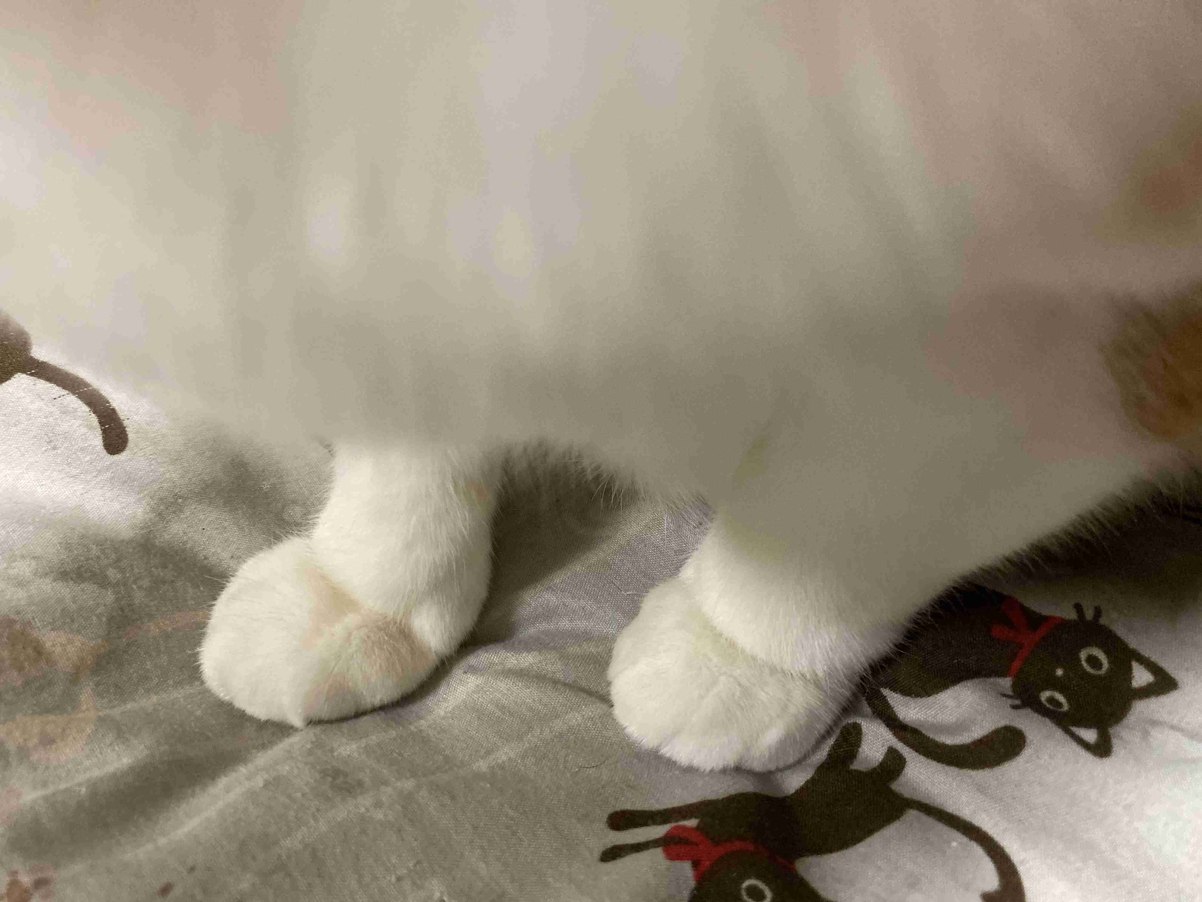 動物~写真へたくそ選手権~part2
