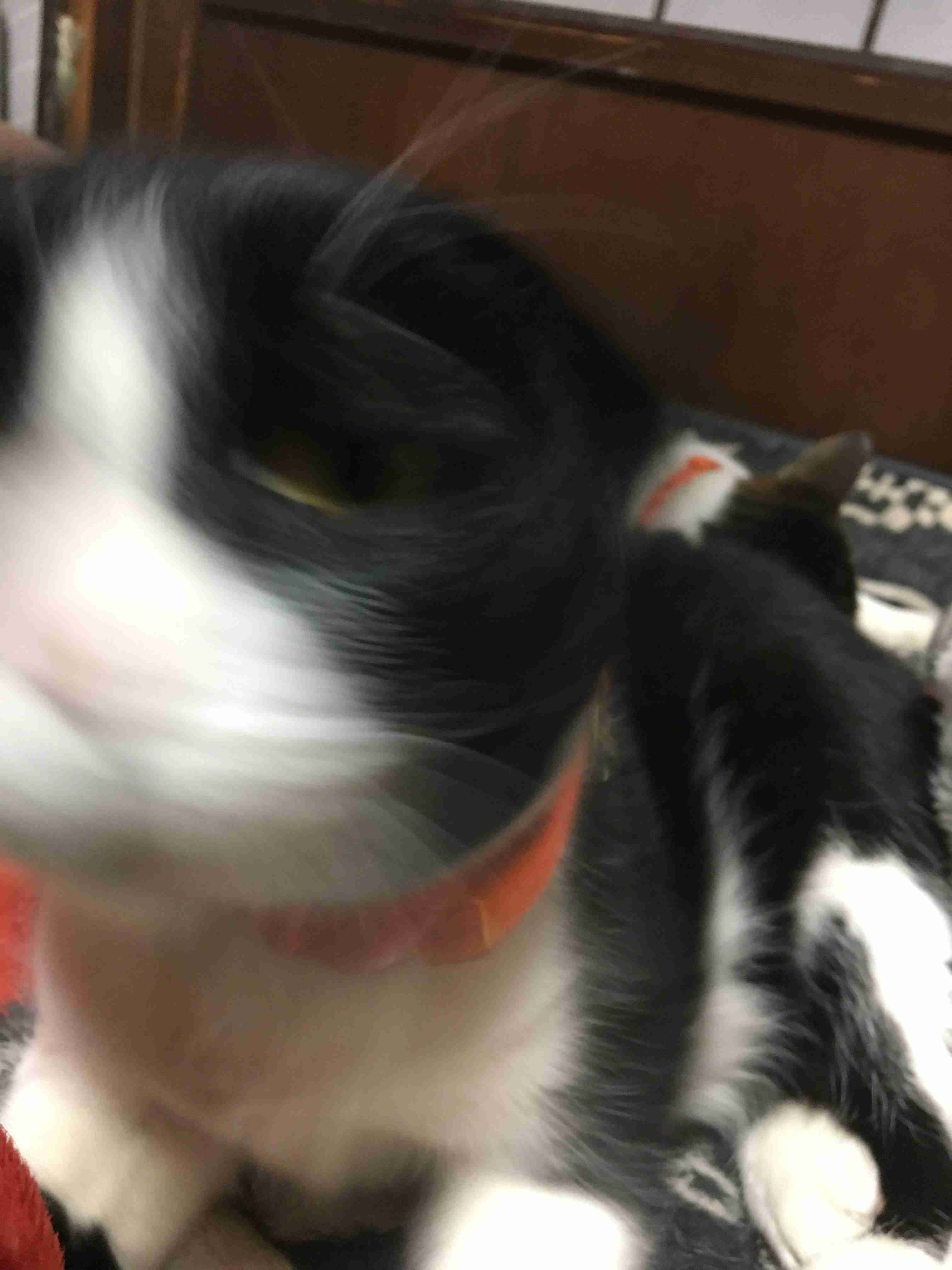 動物~写真へたくそ選手権~part2