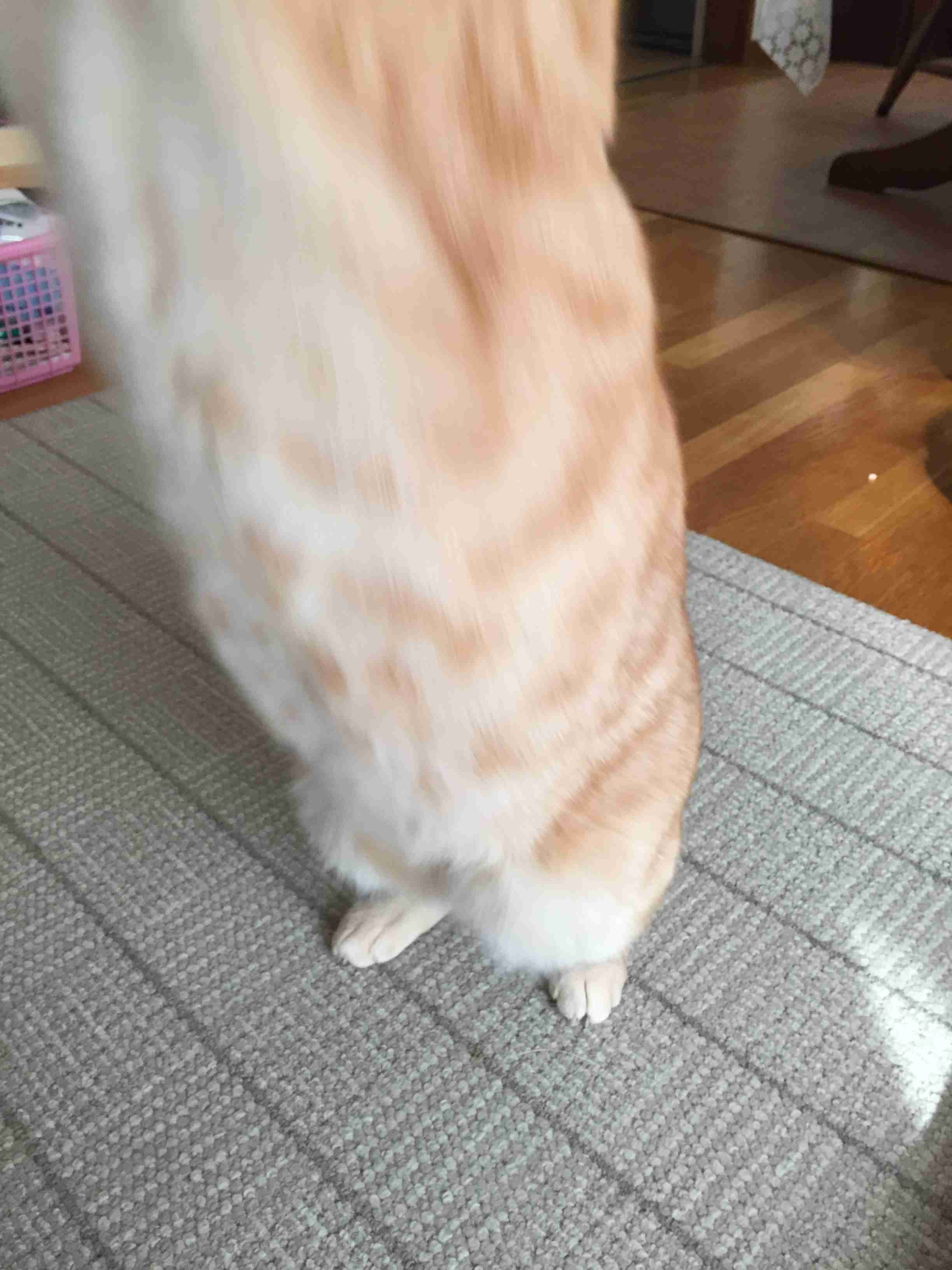 動物~写真へたくそ選手権~part2