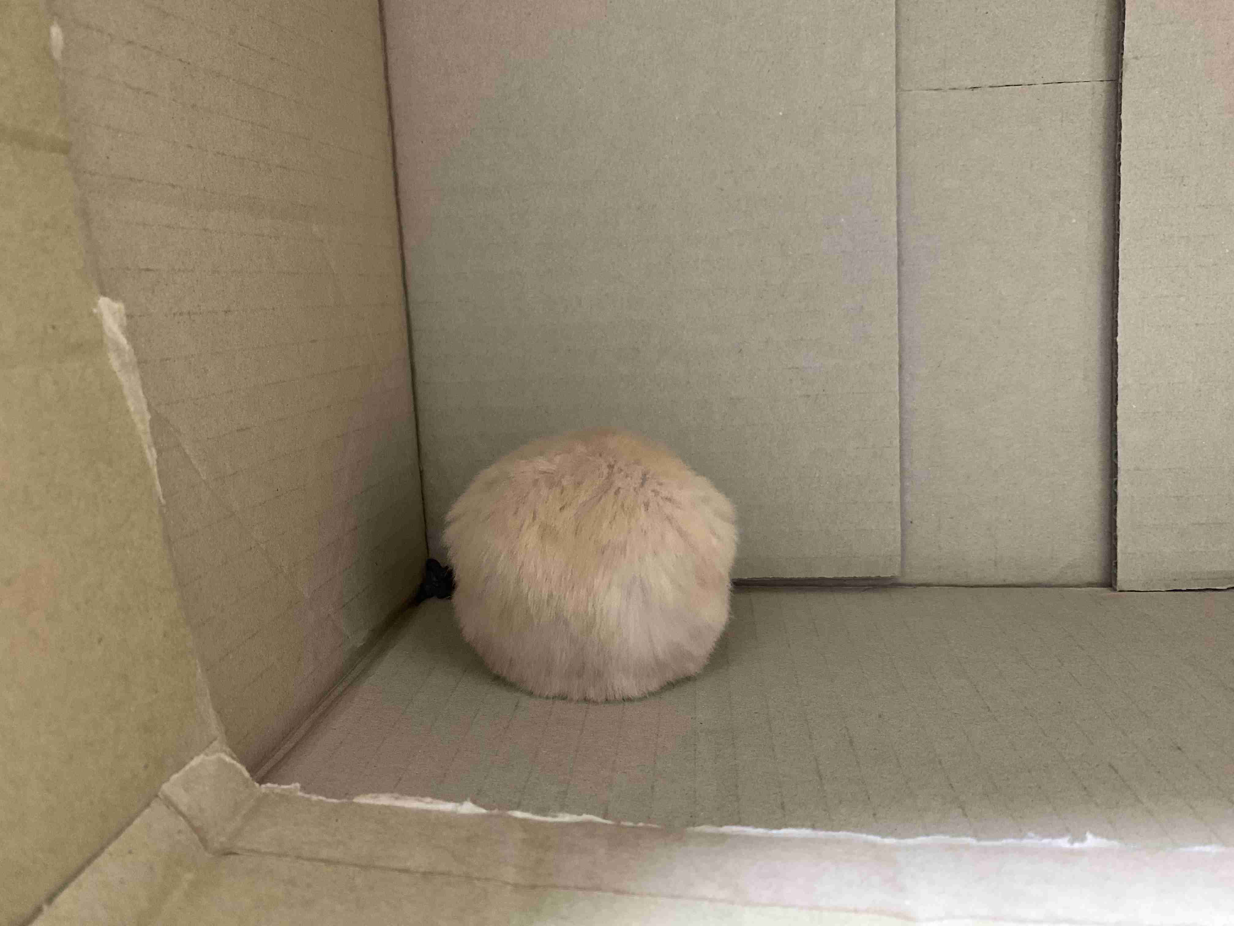 動物~写真へたくそ選手権~part2