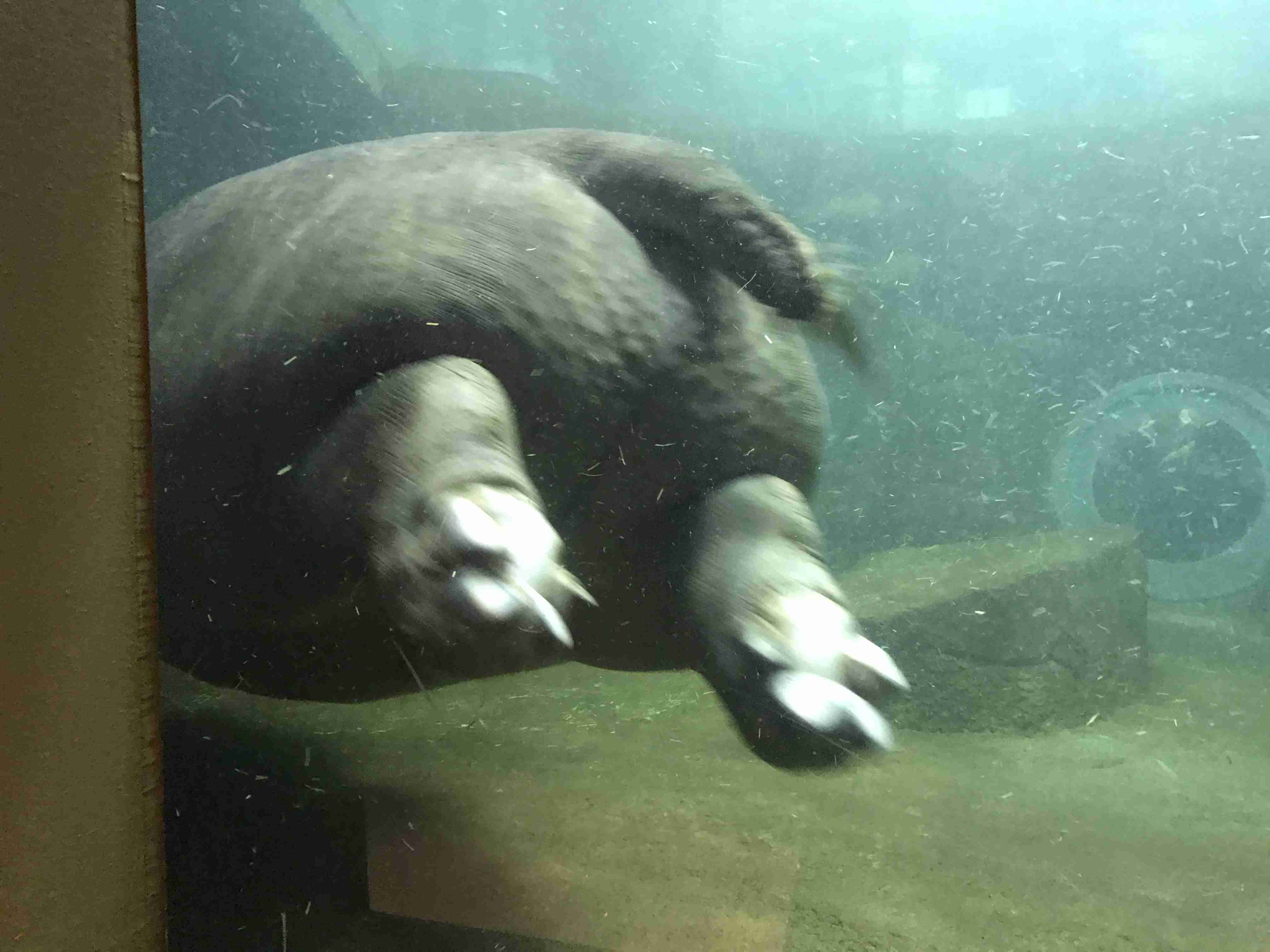 動物~写真へたくそ選手権~part2