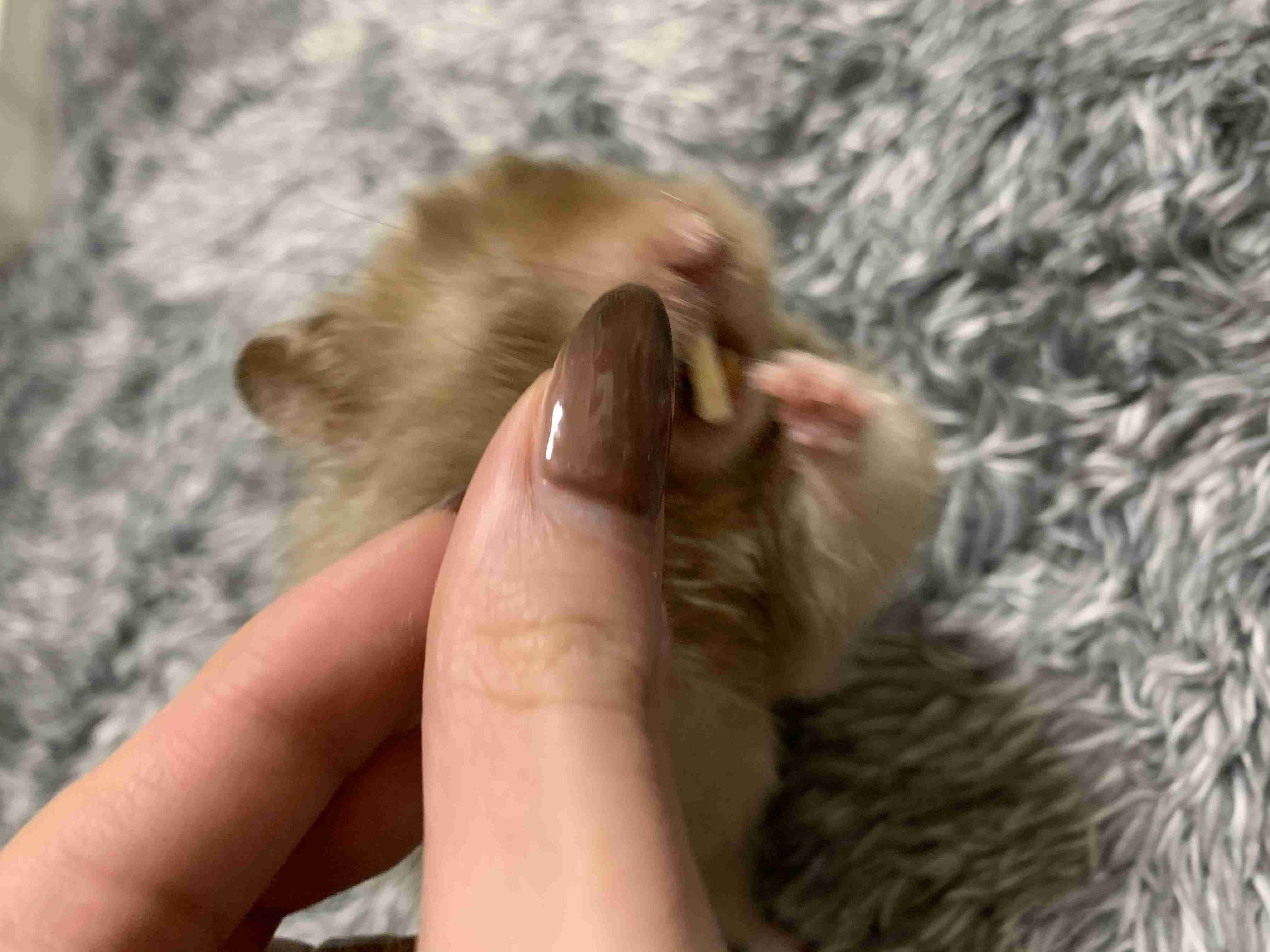 動物~写真へたくそ選手権~part2