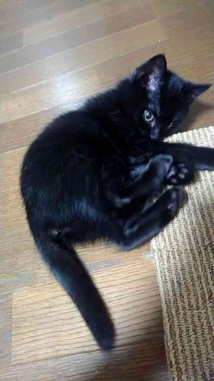 動物~写真へたくそ選手権~part2