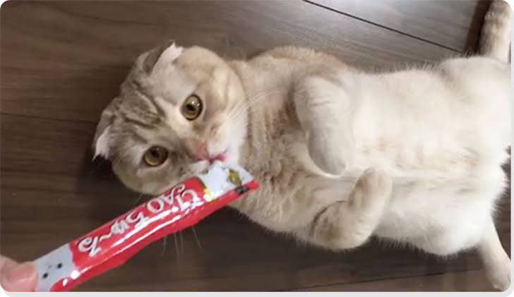 動物~写真へたくそ選手権~part2