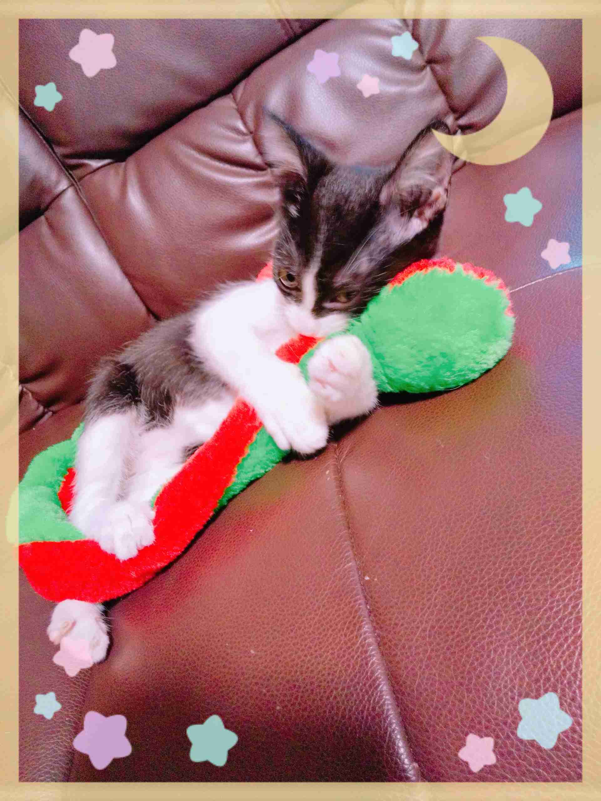 動物~写真へたくそ選手権~part2