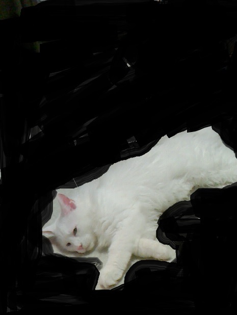 動物~写真へたくそ選手権~part2