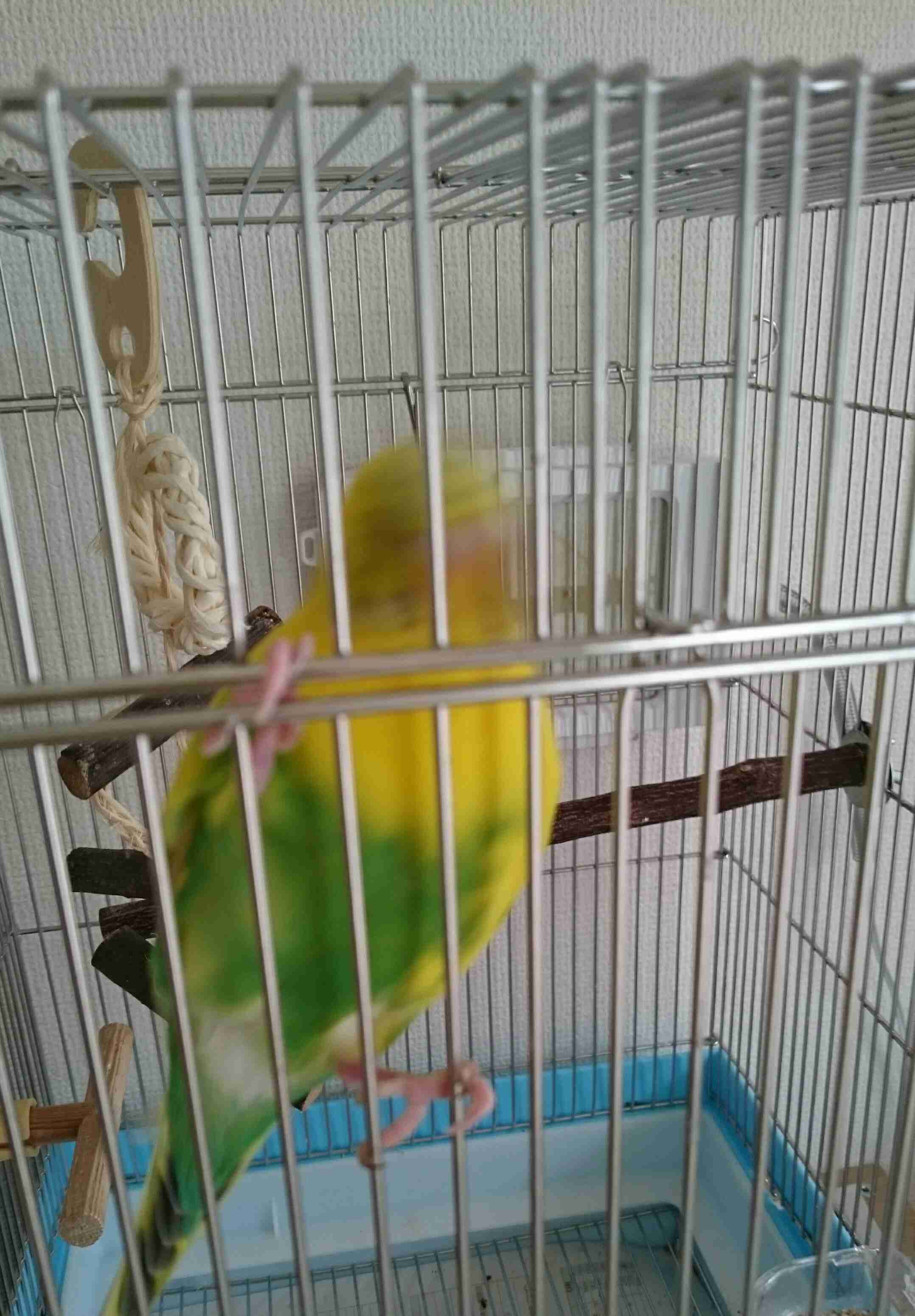 動物~写真へたくそ選手権~part2