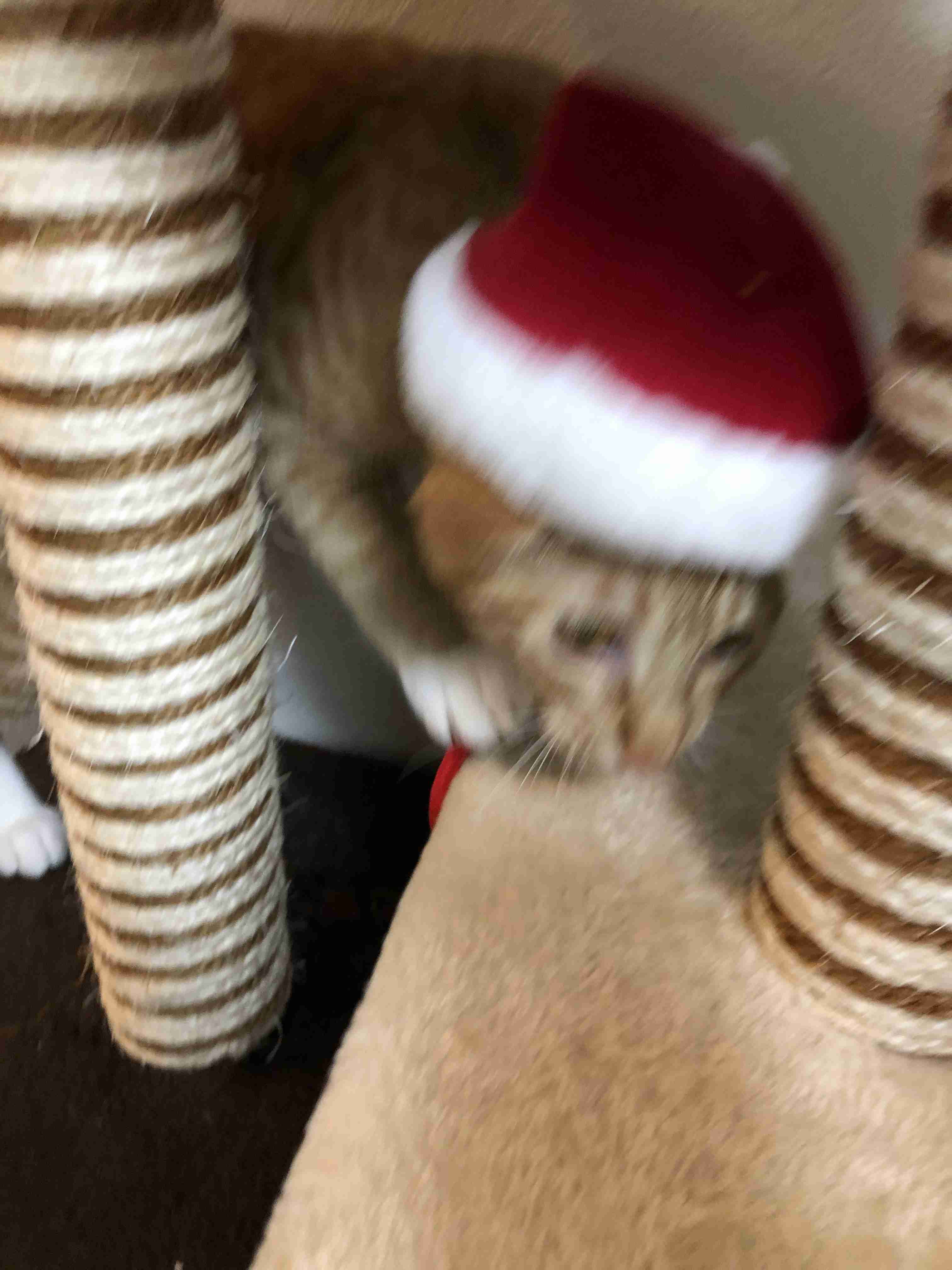 動物~写真へたくそ選手権~part2