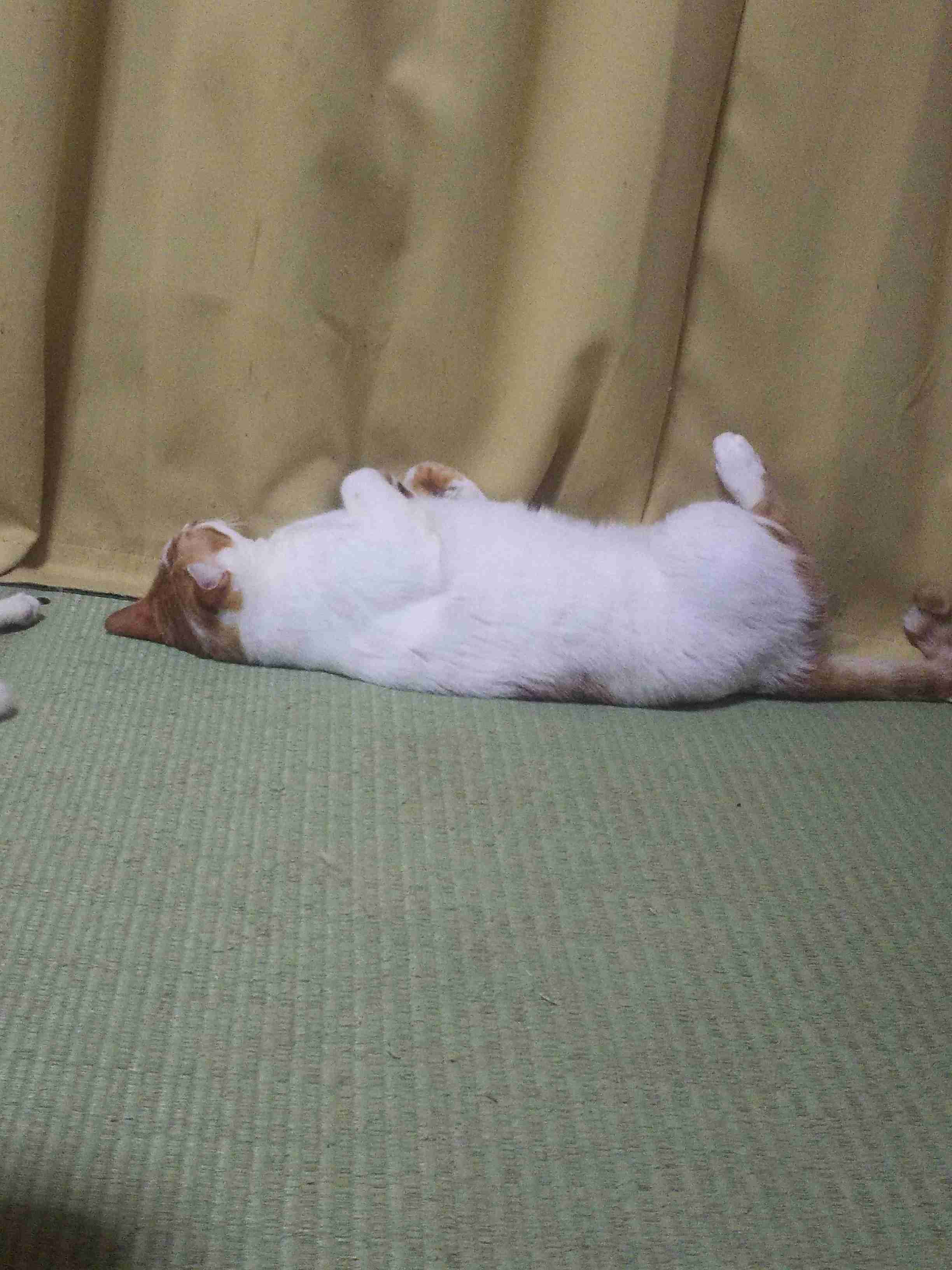 動物~写真へたくそ選手権~part2