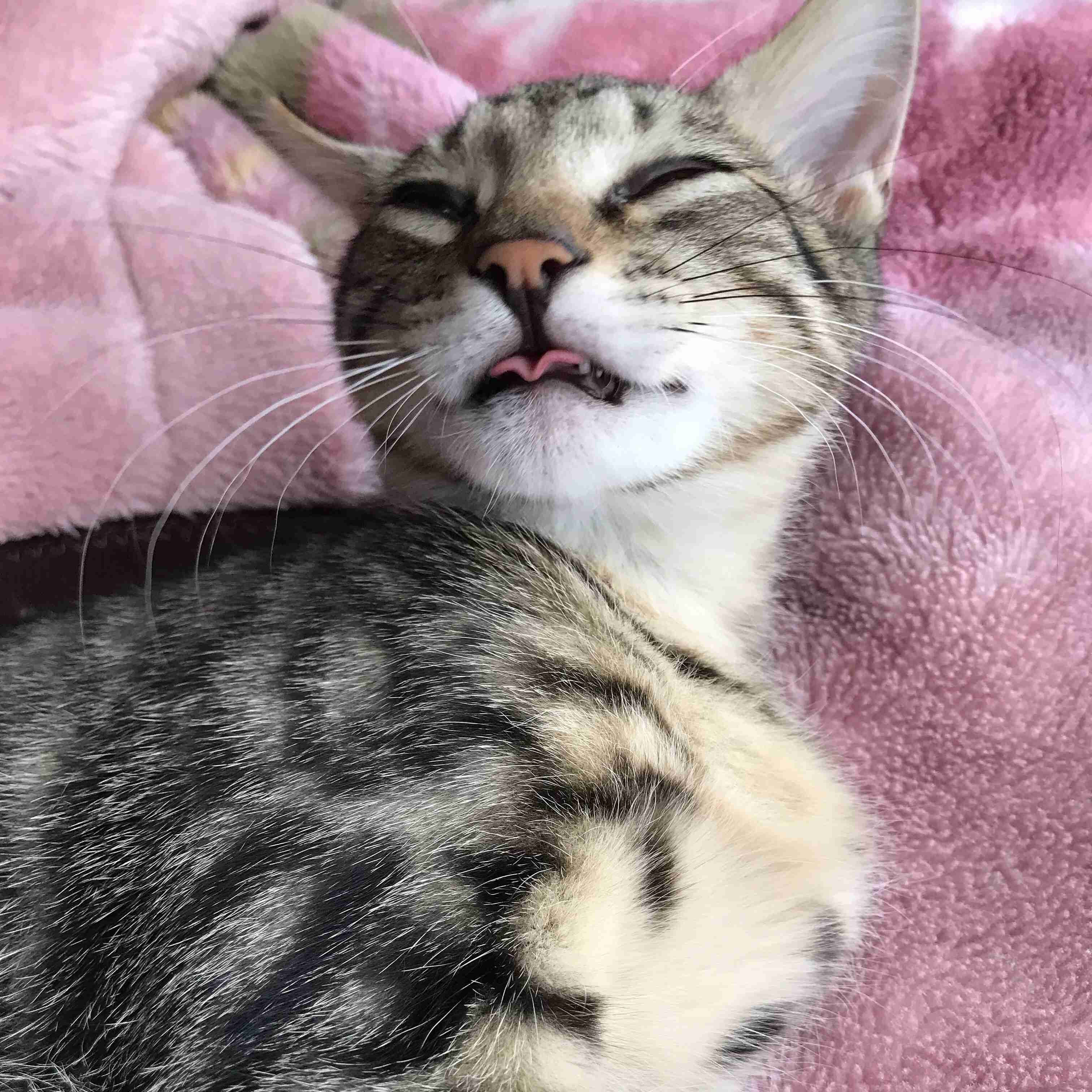 動物~写真へたくそ選手権~part2