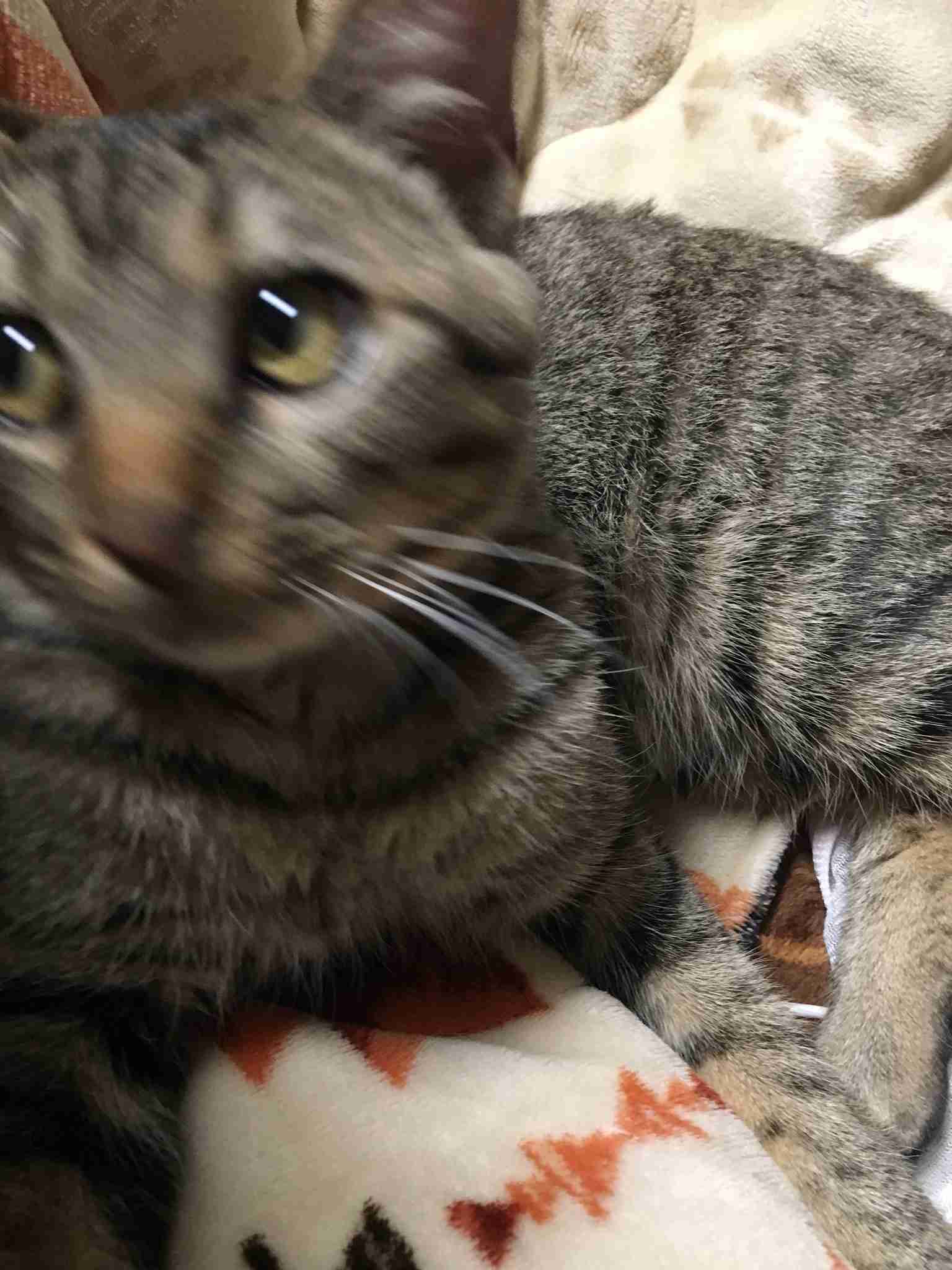 動物~写真へたくそ選手権~part2