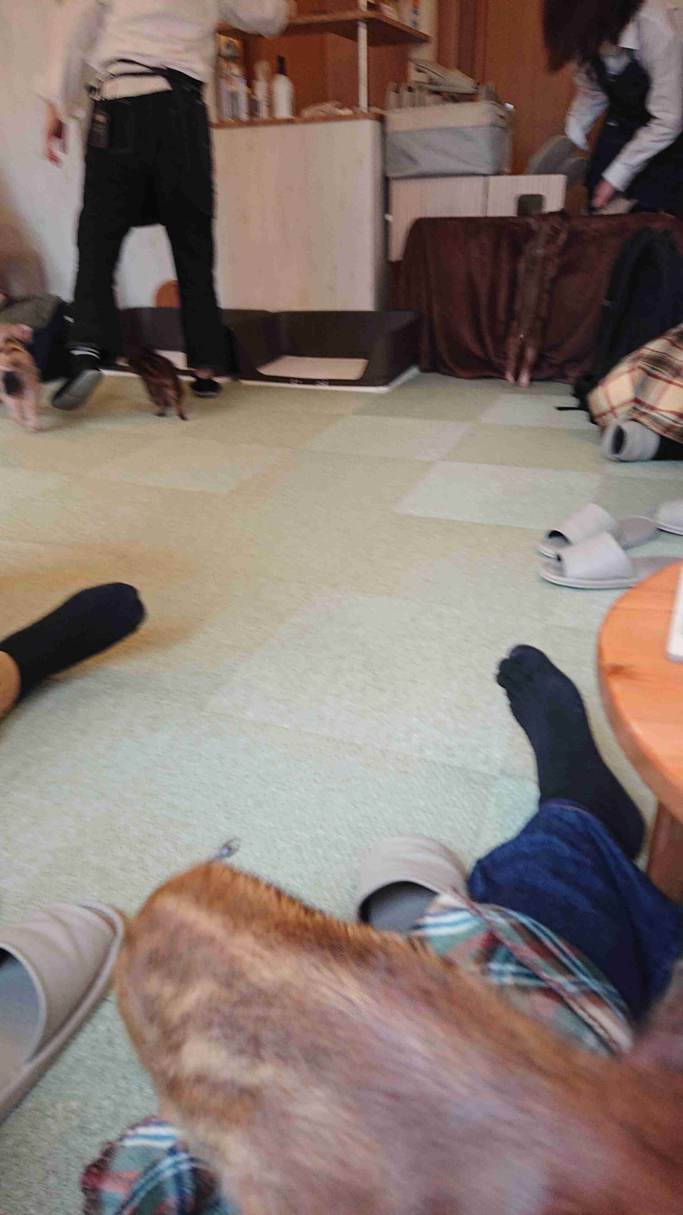 動物~写真へたくそ選手権~part2