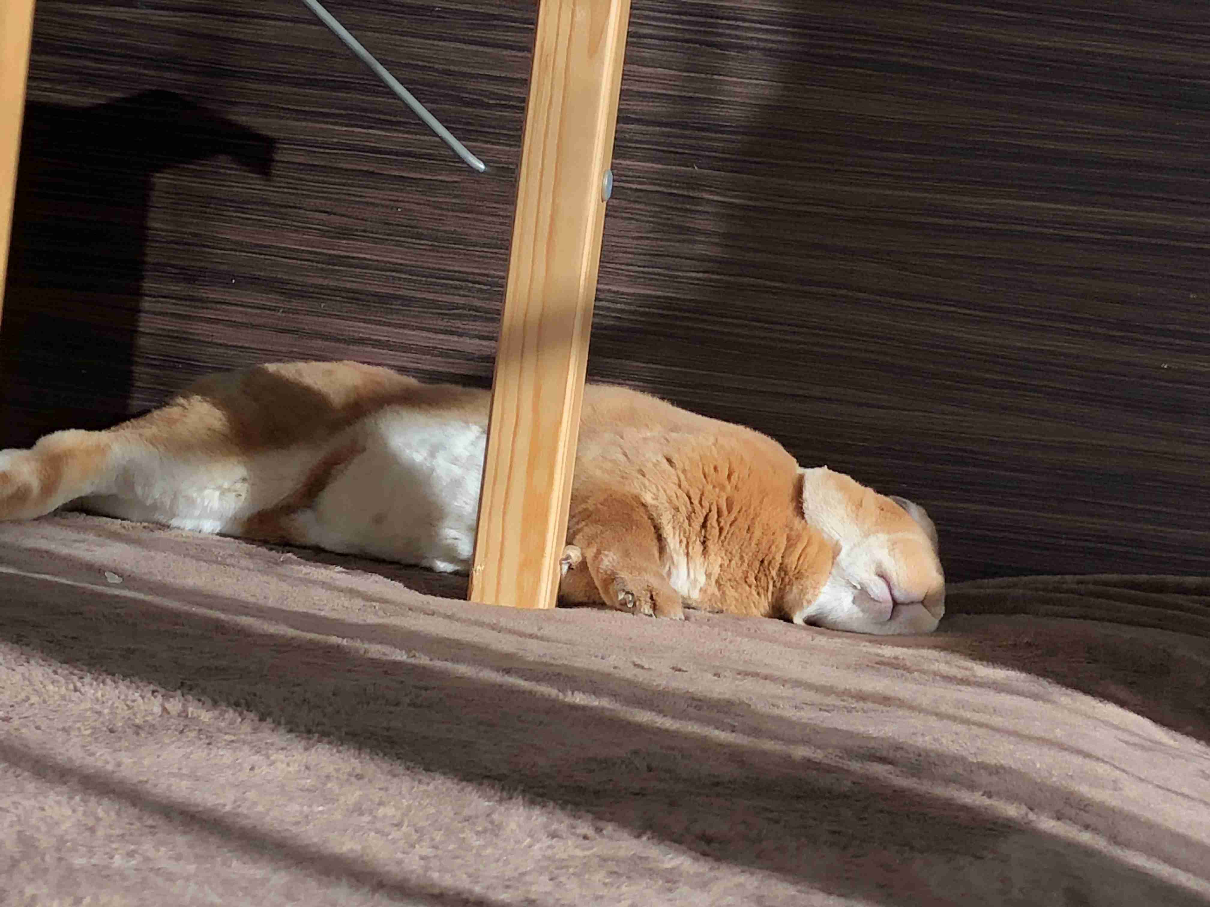 動物~写真へたくそ選手権~part2