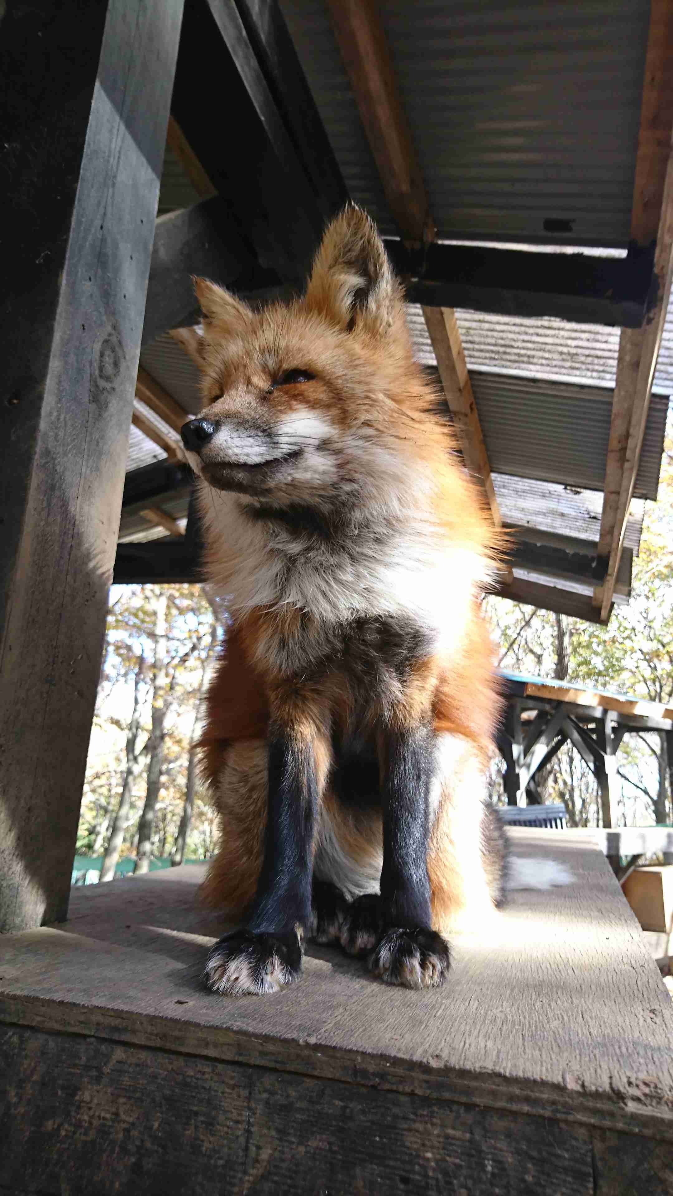 動物~写真へたくそ選手権~part2