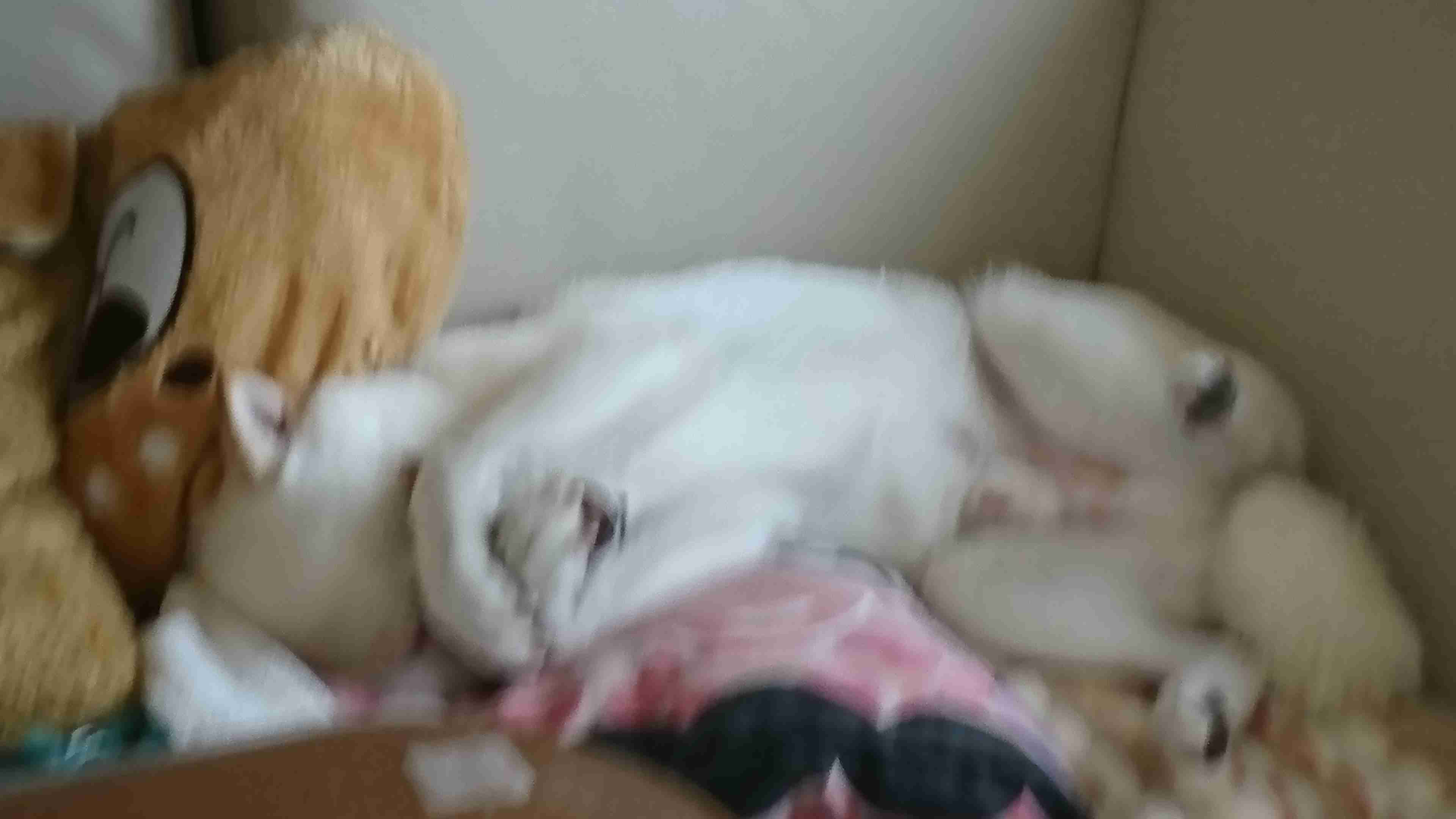 動物~写真へたくそ選手権~part2