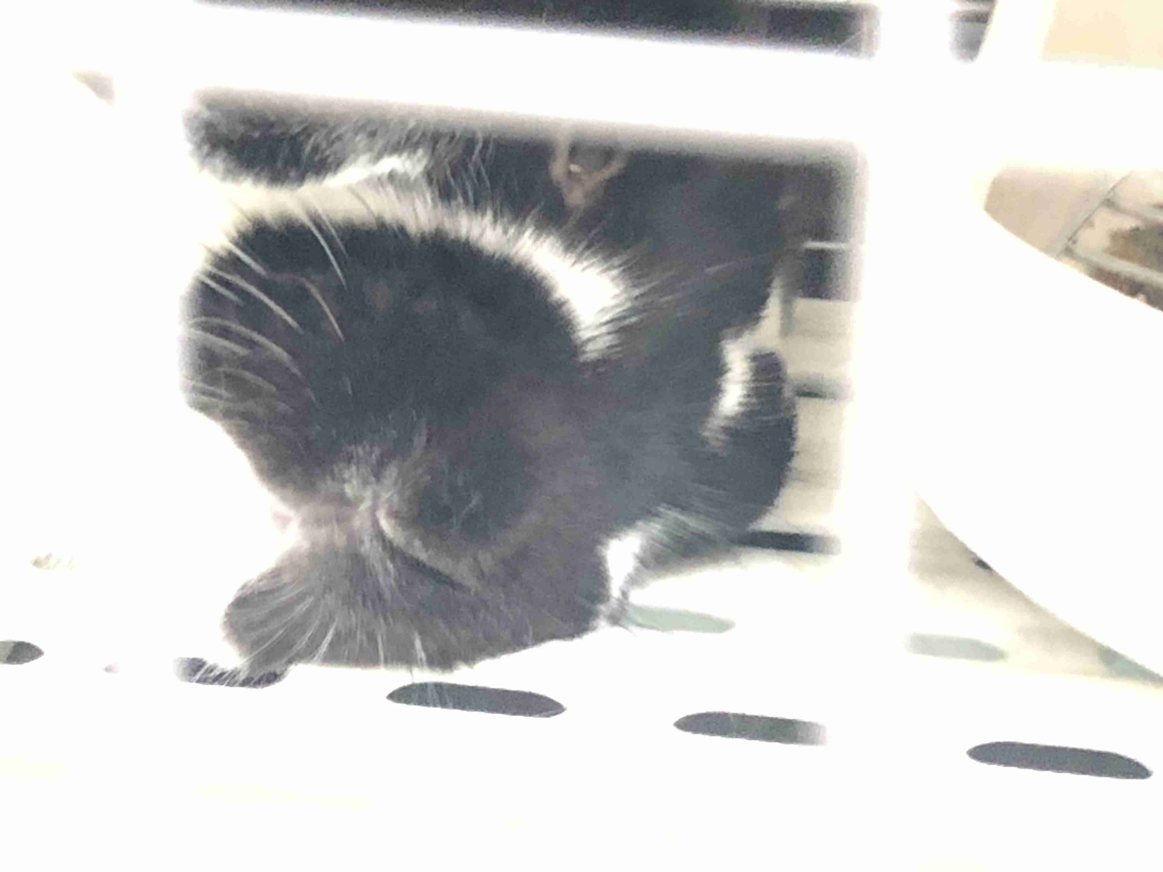 動物~写真へたくそ選手権~part2