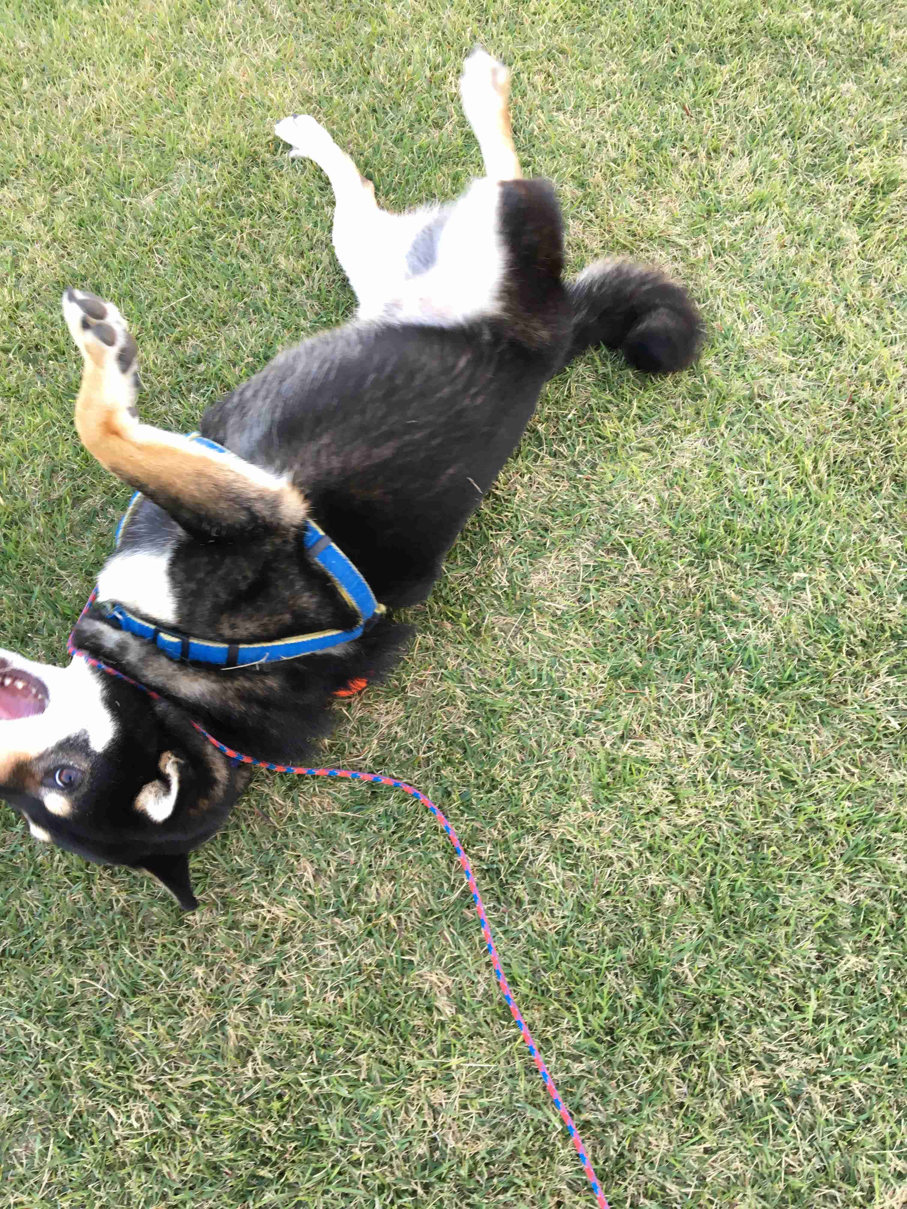 動物~写真へたくそ選手権~part2
