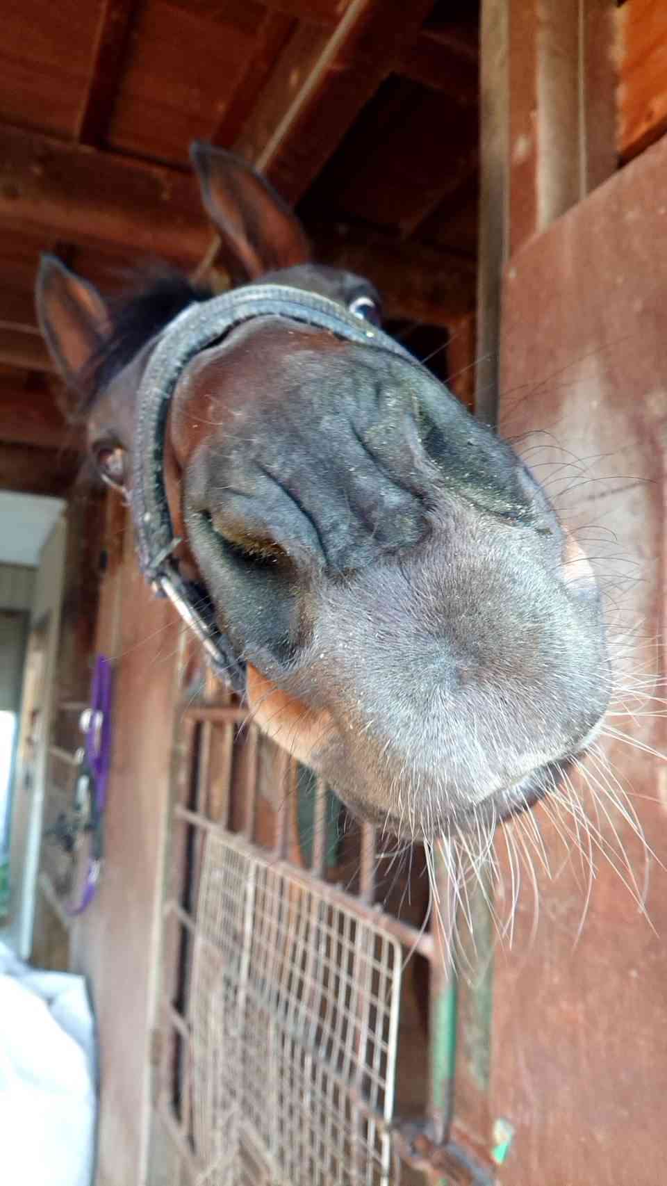 動物~写真へたくそ選手権~part2