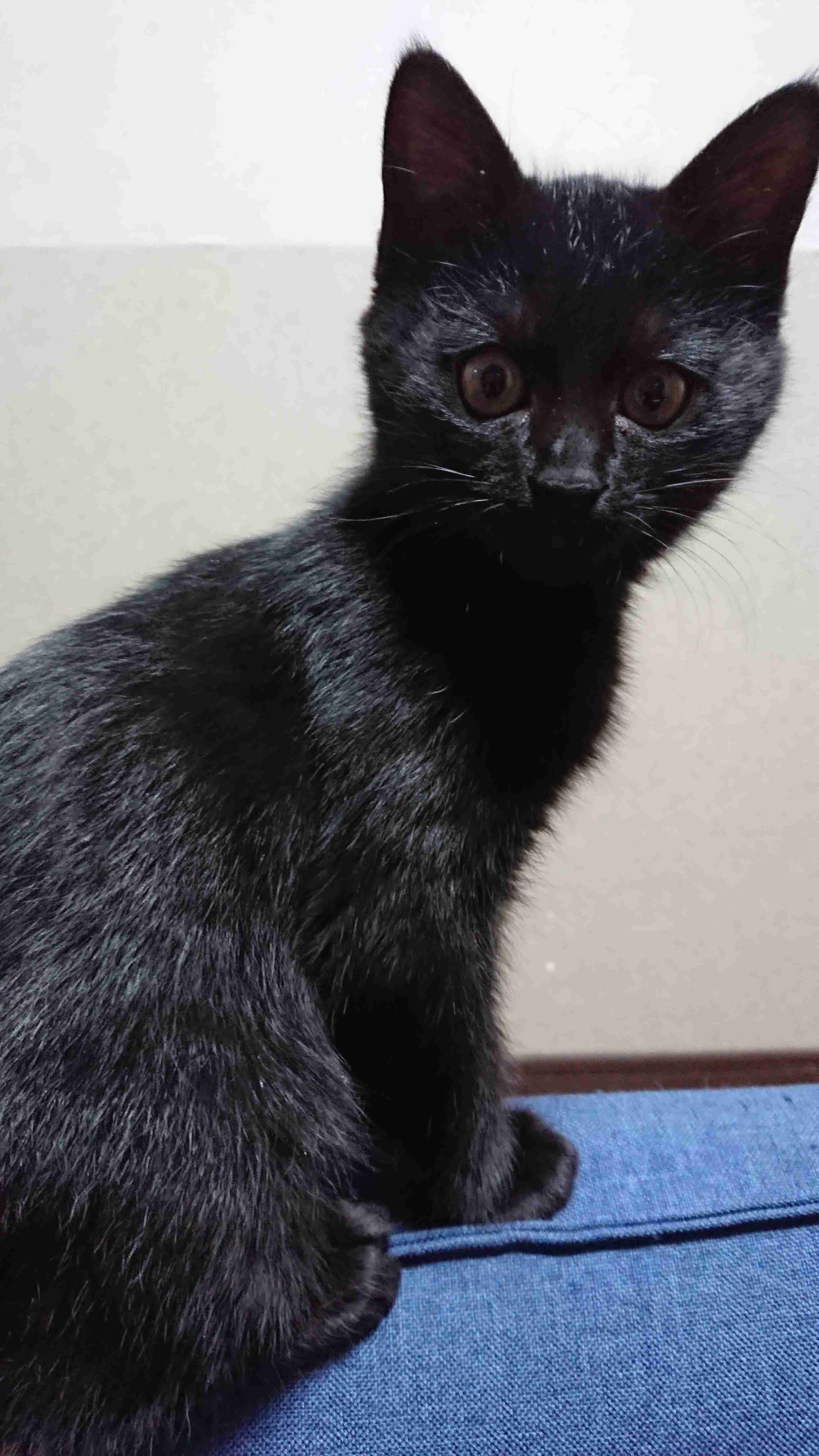 動物~写真へたくそ選手権~part2