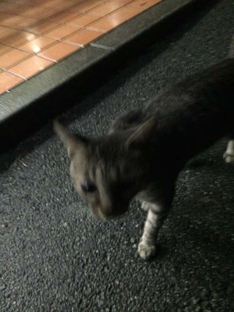 動物~写真へたくそ選手権~part2